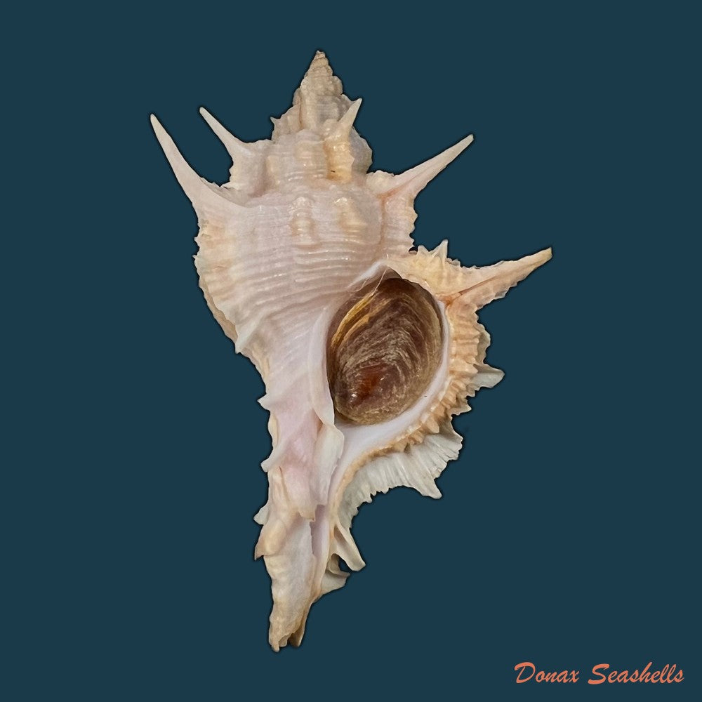copia-de-siratus-formosus-g-b-sowerby-ii-1841-62mm-1