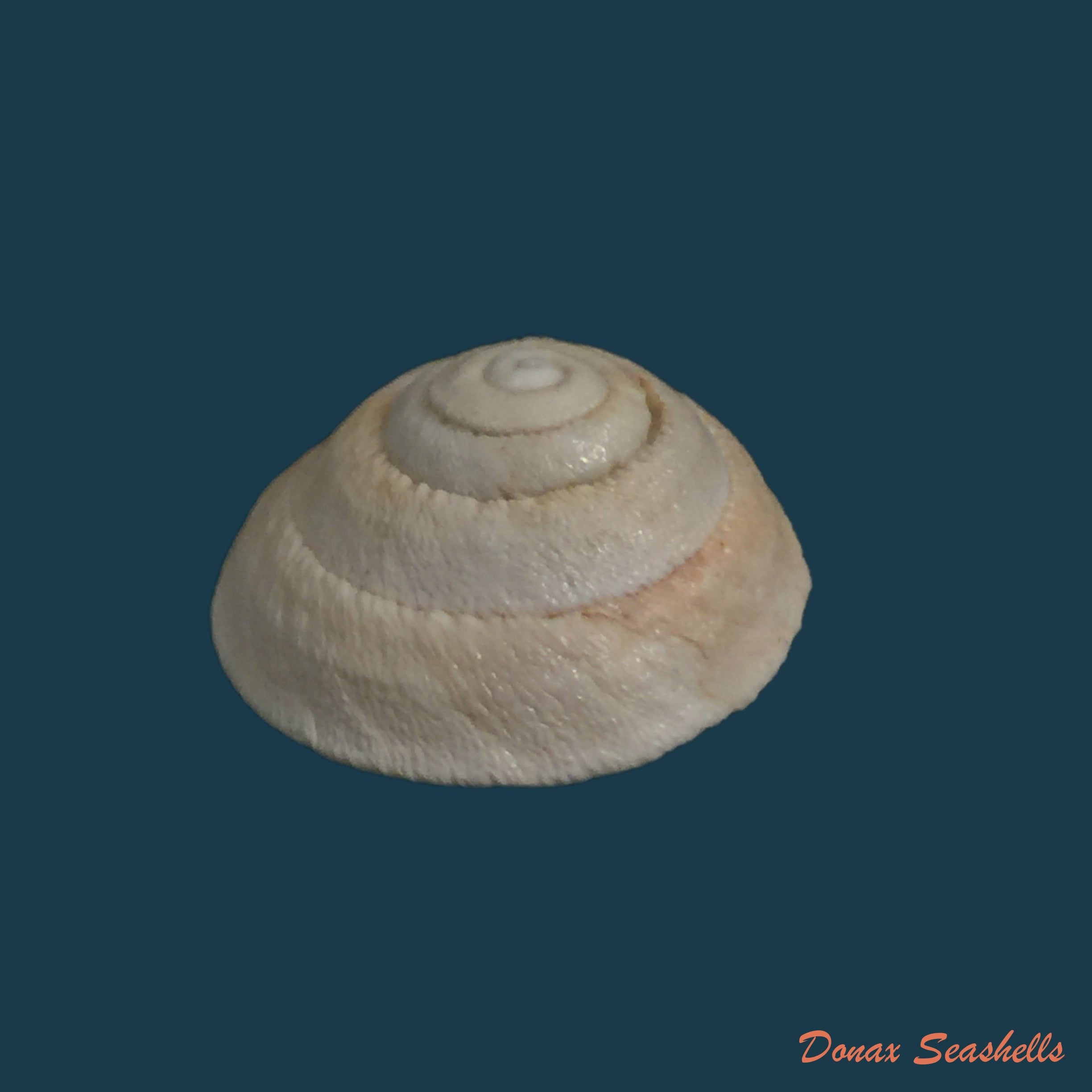 copia-de-sphincterochila-chionudiscus-boettger-1884-20-2mm