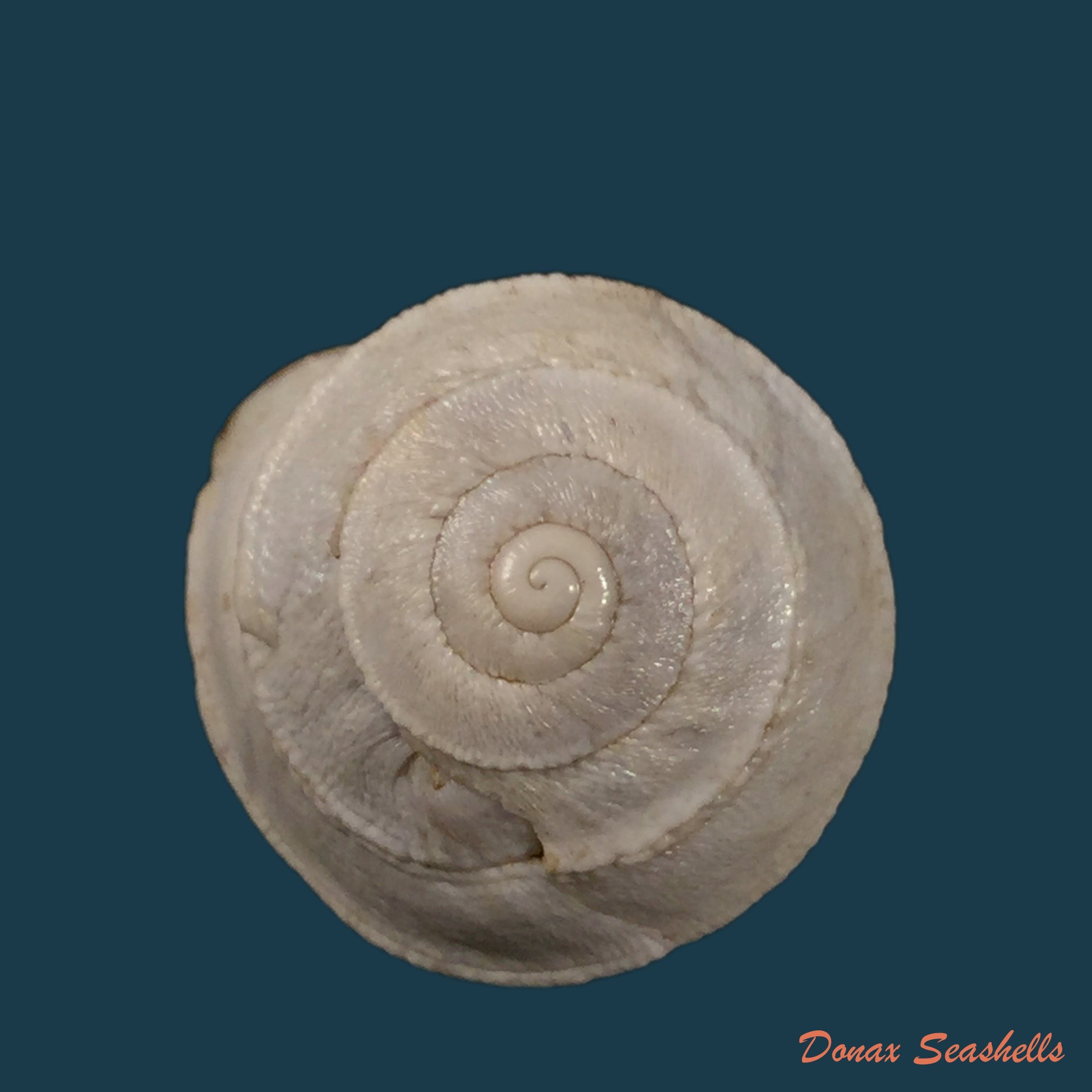 copia-de-sphincterochila-pardoi-llabador-1950-20mm
