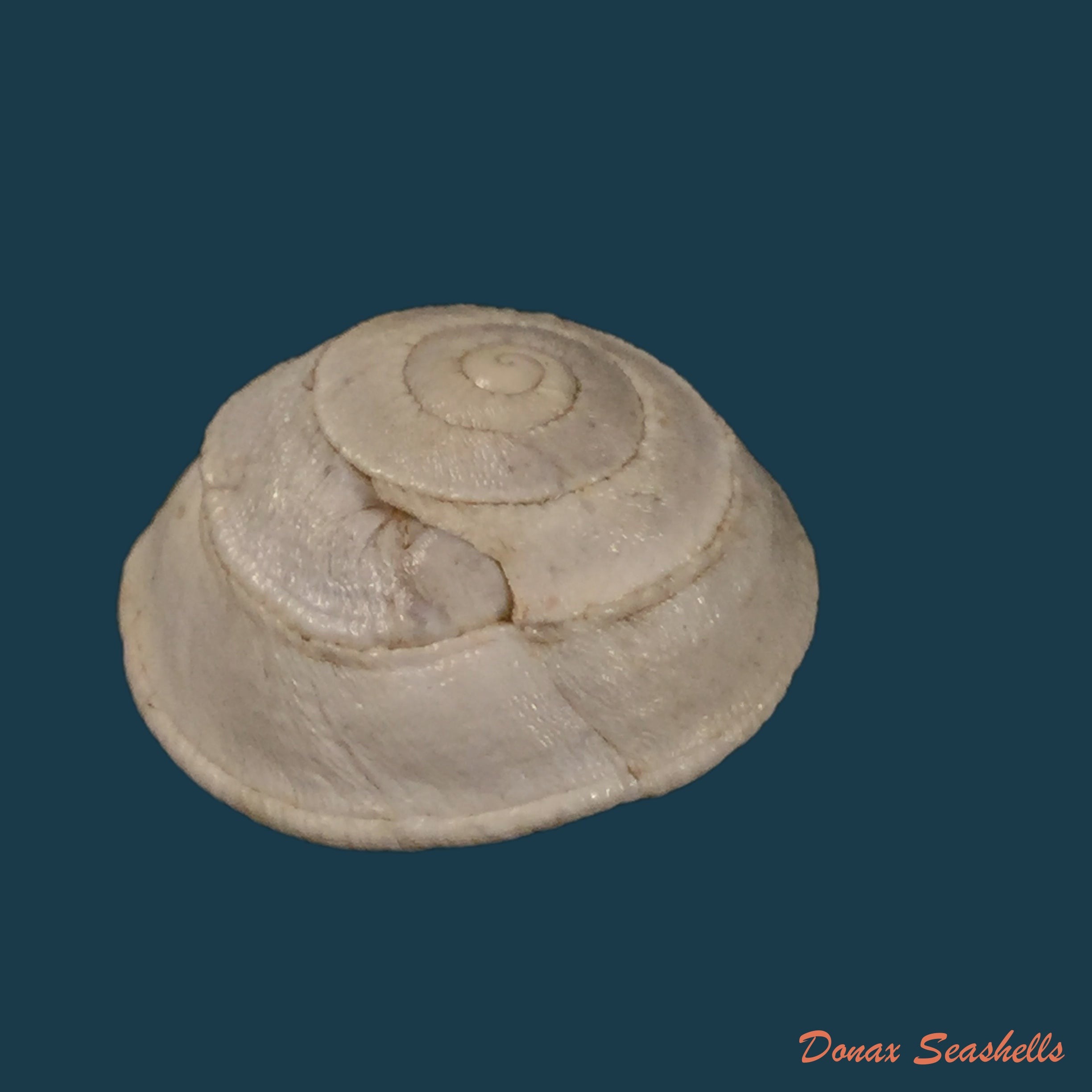 copia-de-sphincterochila-pardoi-llabador-1950-20mm
