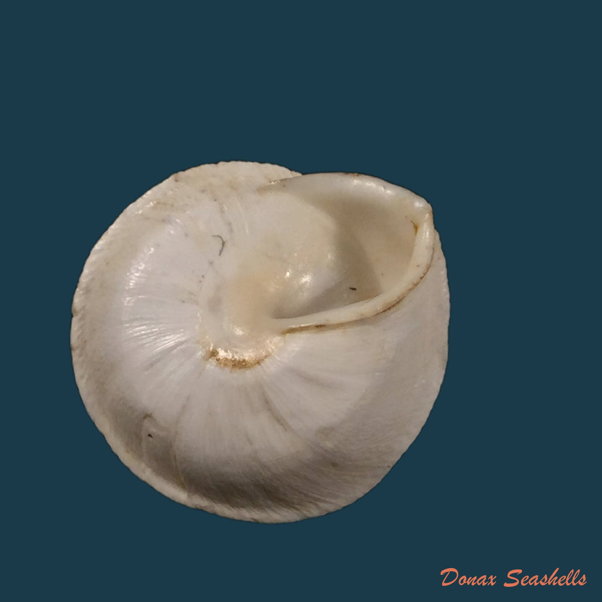 copia-de-sphincterochila-pardoi-llabador-1950-20mm