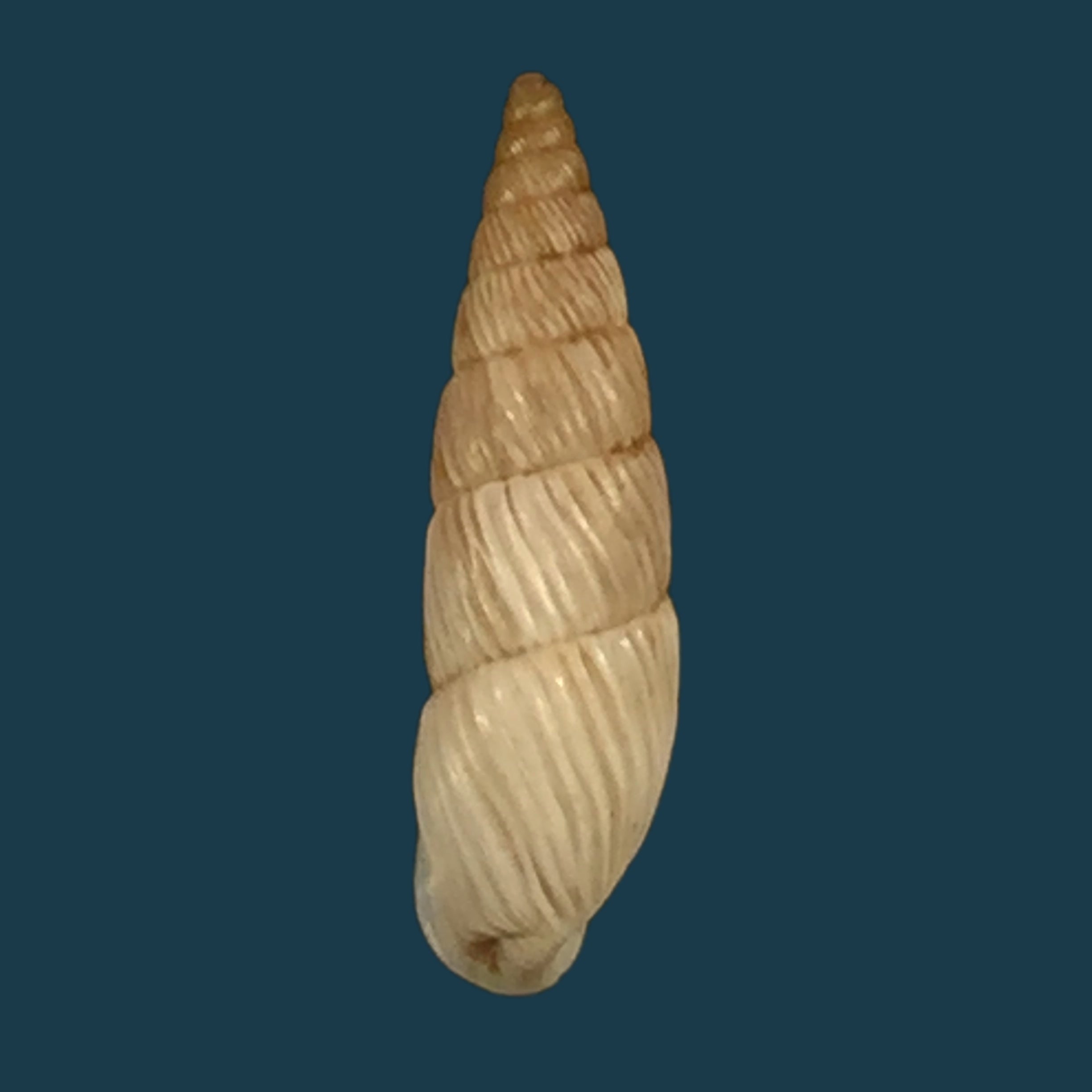 Filopaludina martensi martensi (Frauenfeld, 1865) - 38,7mm