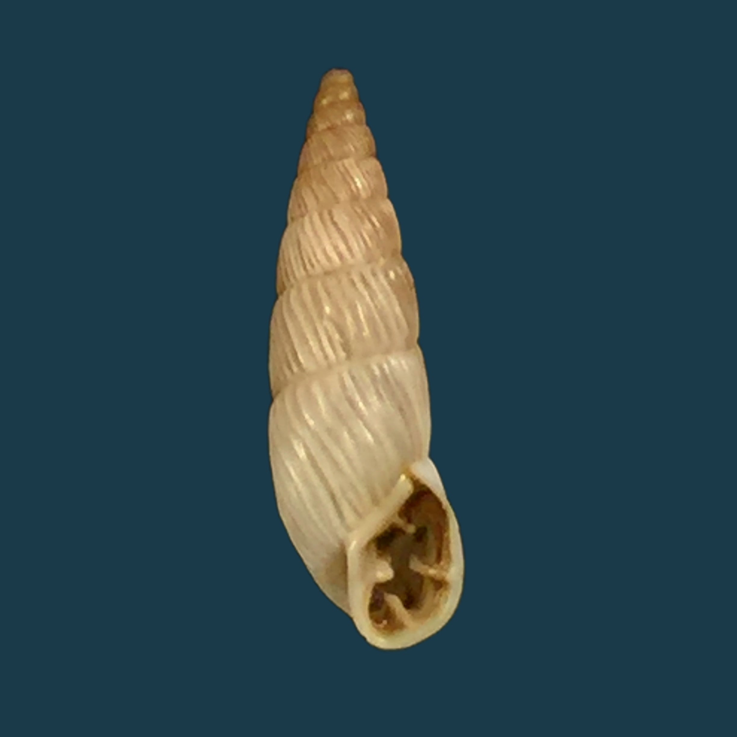 Filopaludina martensi martensi (Frauenfeld, 1865) - 38,7mm