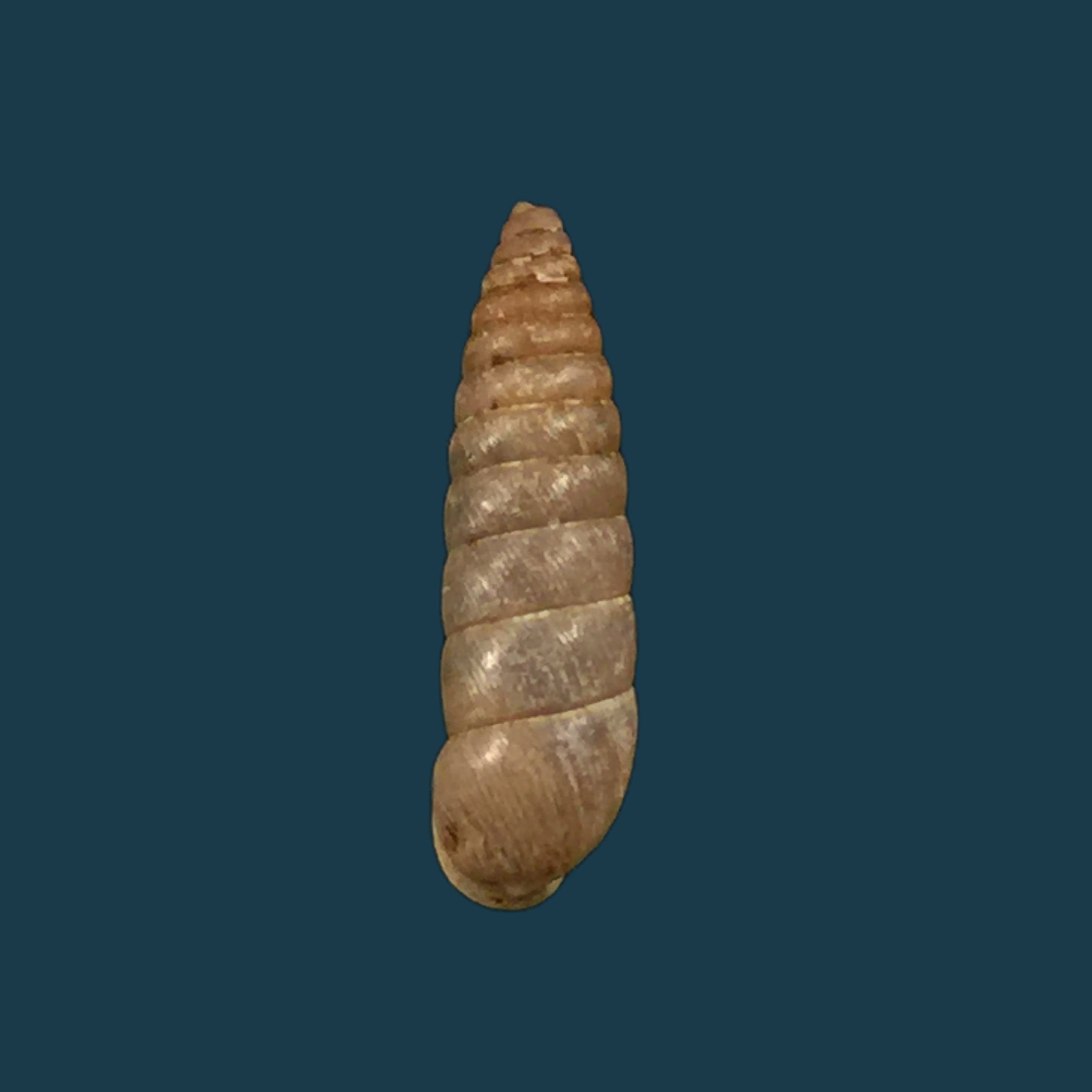 Filopaludina martensi martensi (Frauenfeld, 1865) - 38mm