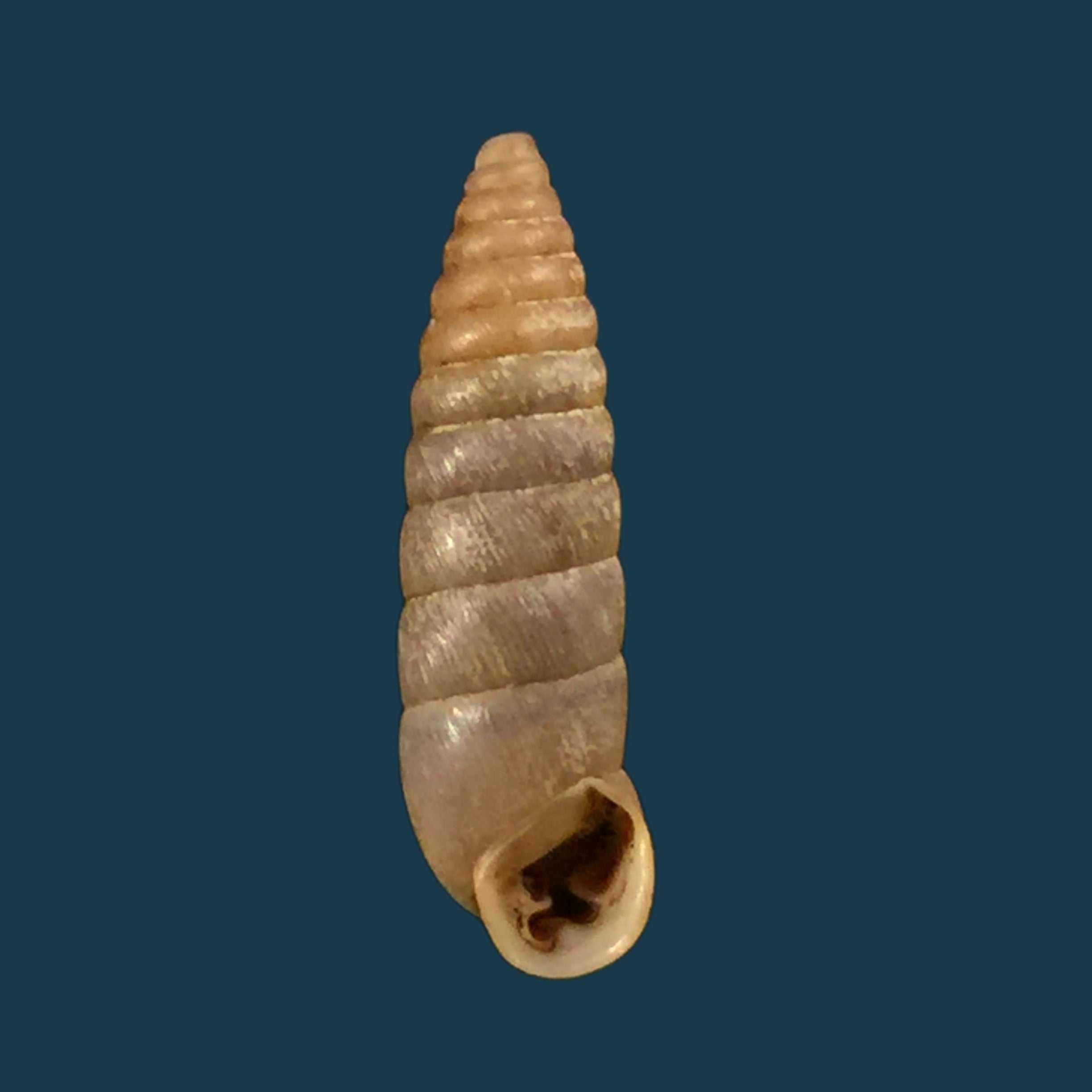 Filopaludina martensi martensi (Frauenfeld, 1865) - 38mm