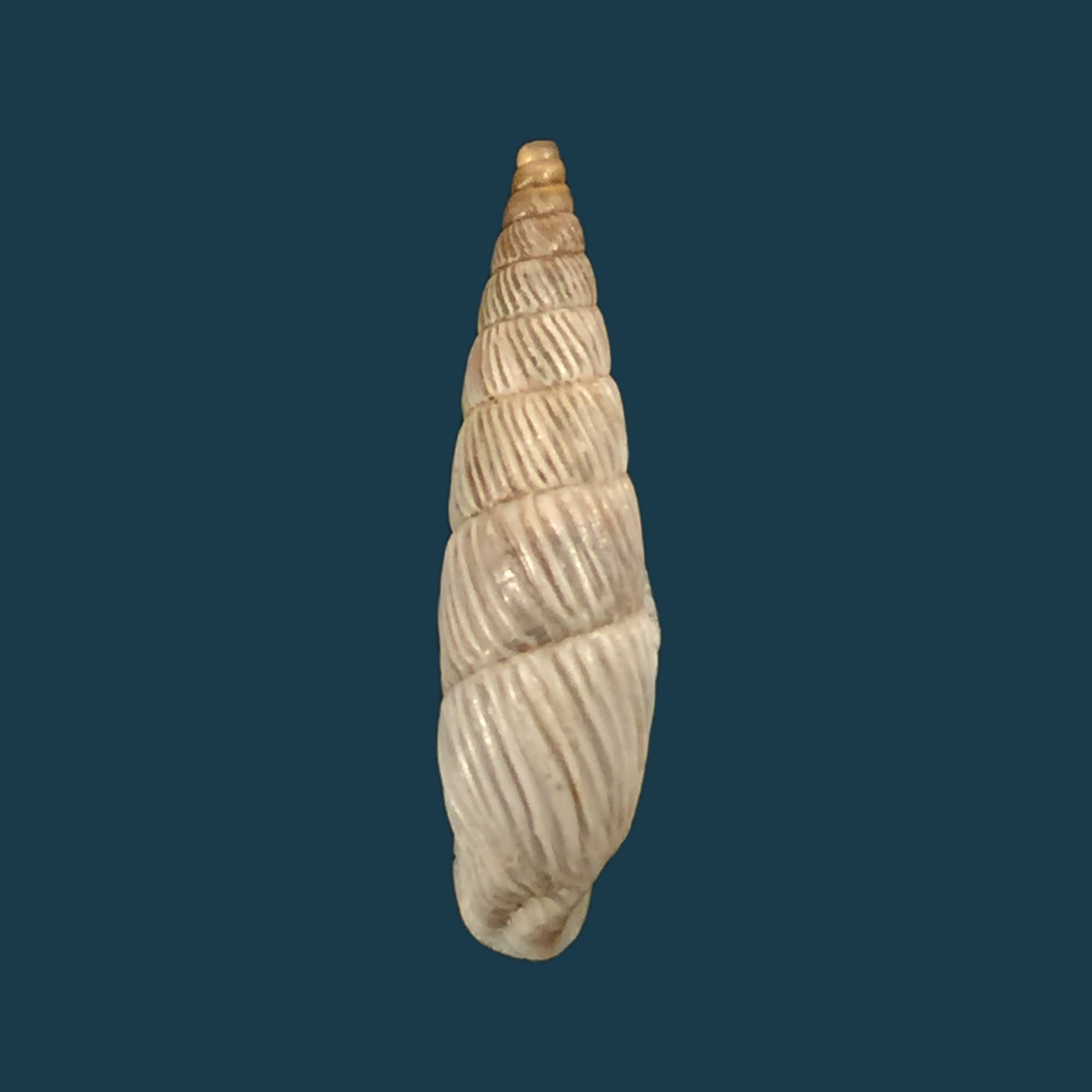 铜绿棱螺（Reeve，1863）- 30,7毫米