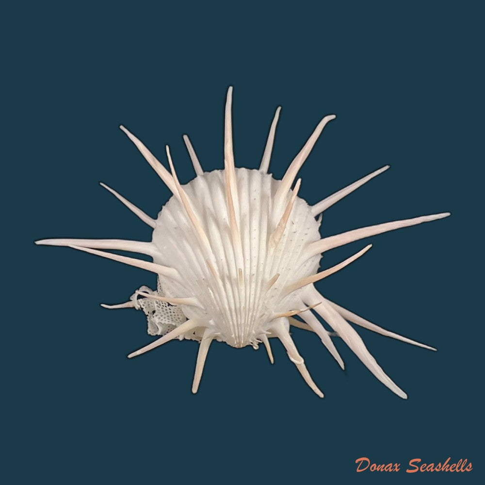 copia-de-spondylus-butleri-reeve-1856-77mm