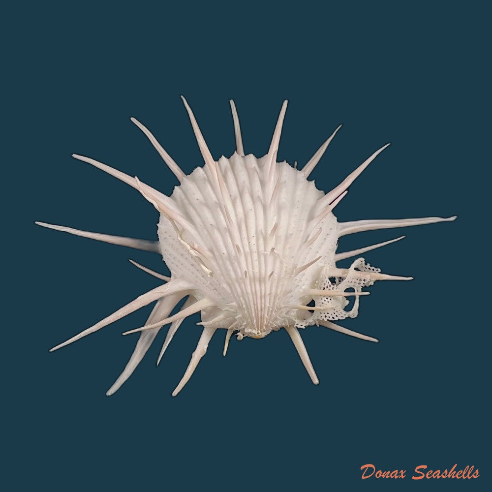 copia-de-spondylus-butleri-reeve-1856-77mm