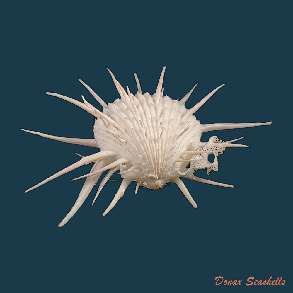 copia-de-spondylus-butleri-reeve-1856-77mm