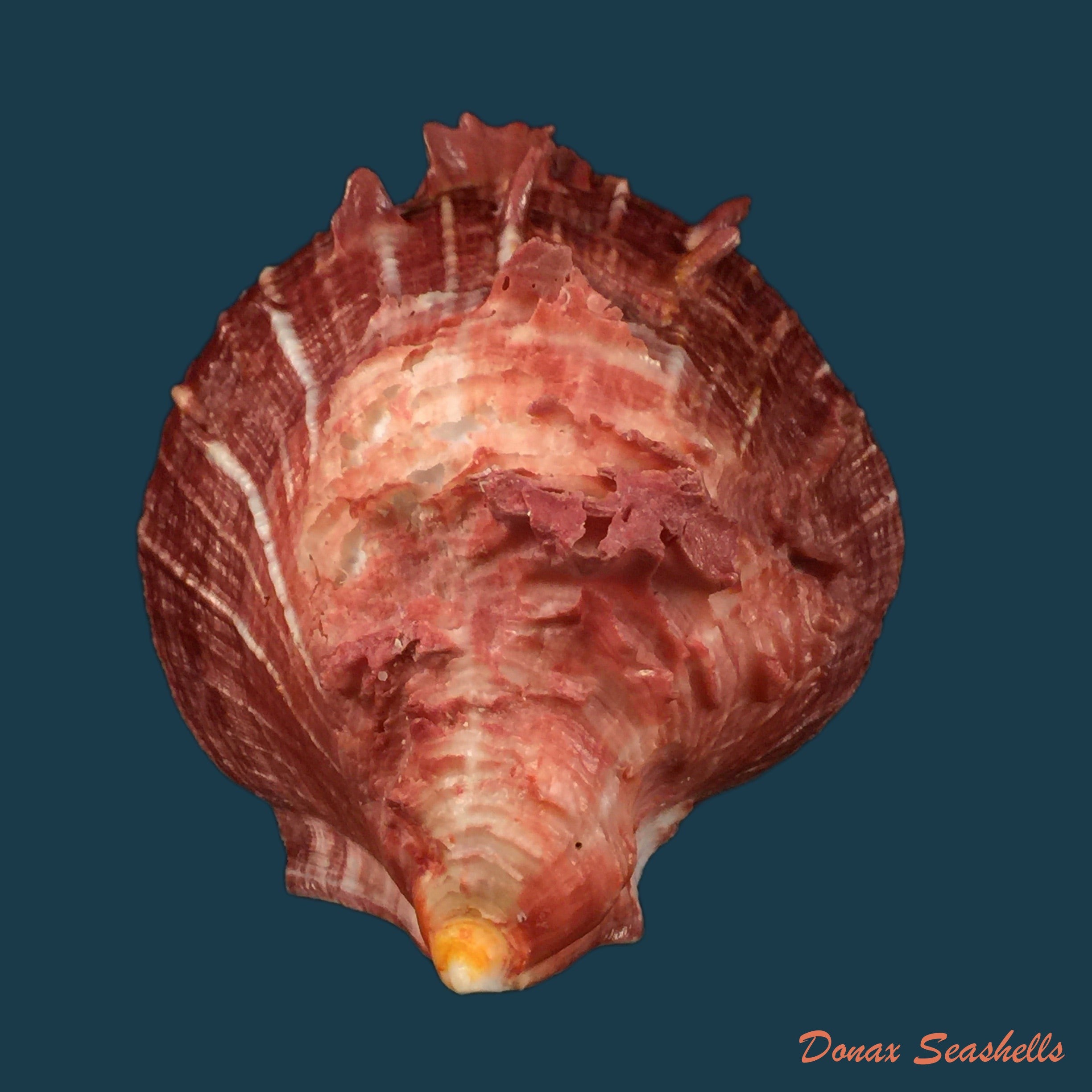 copia-de-spondylus-gilvus-reeve-1856-87mm