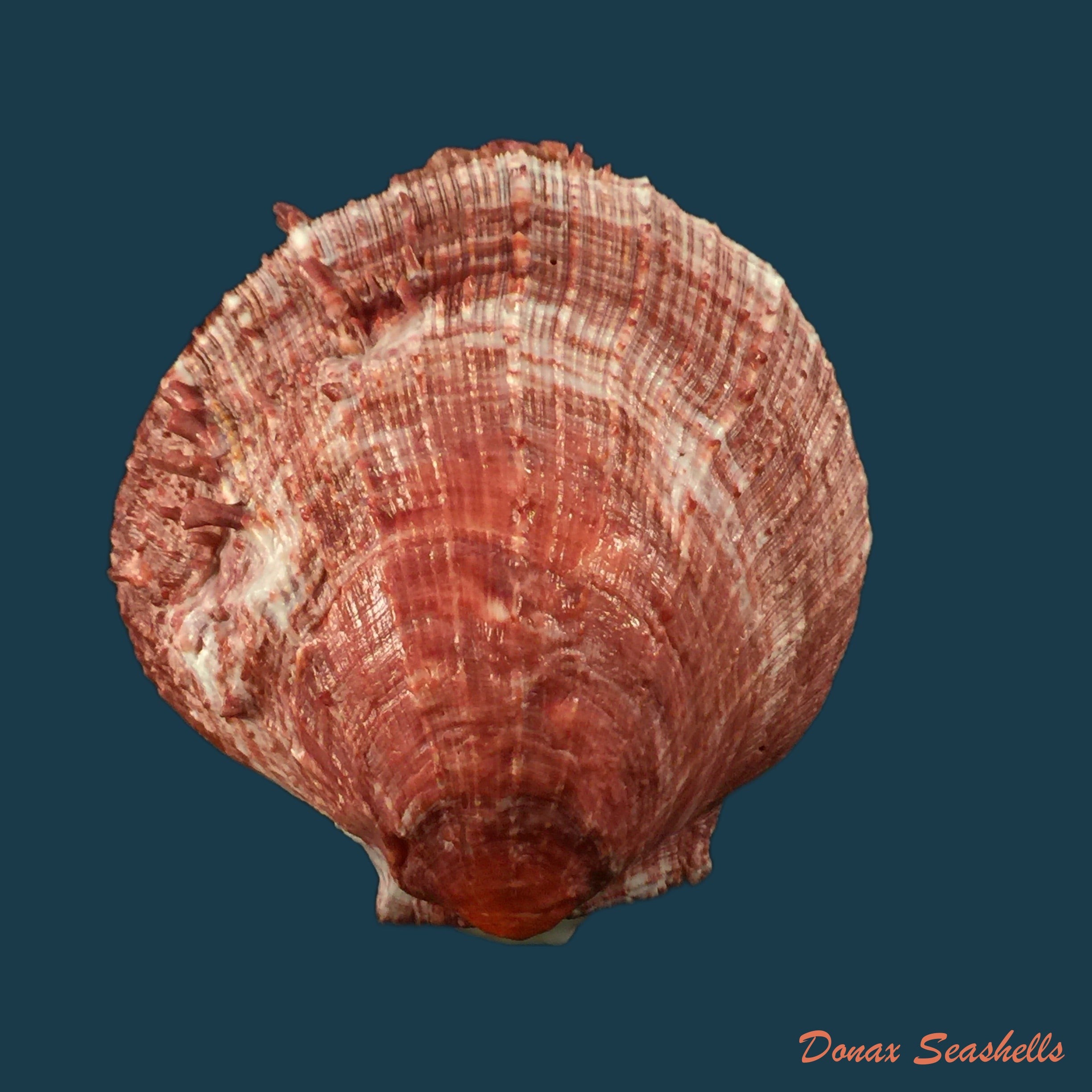 copia-de-spondylus-gilvus-reeve-1856-87mm