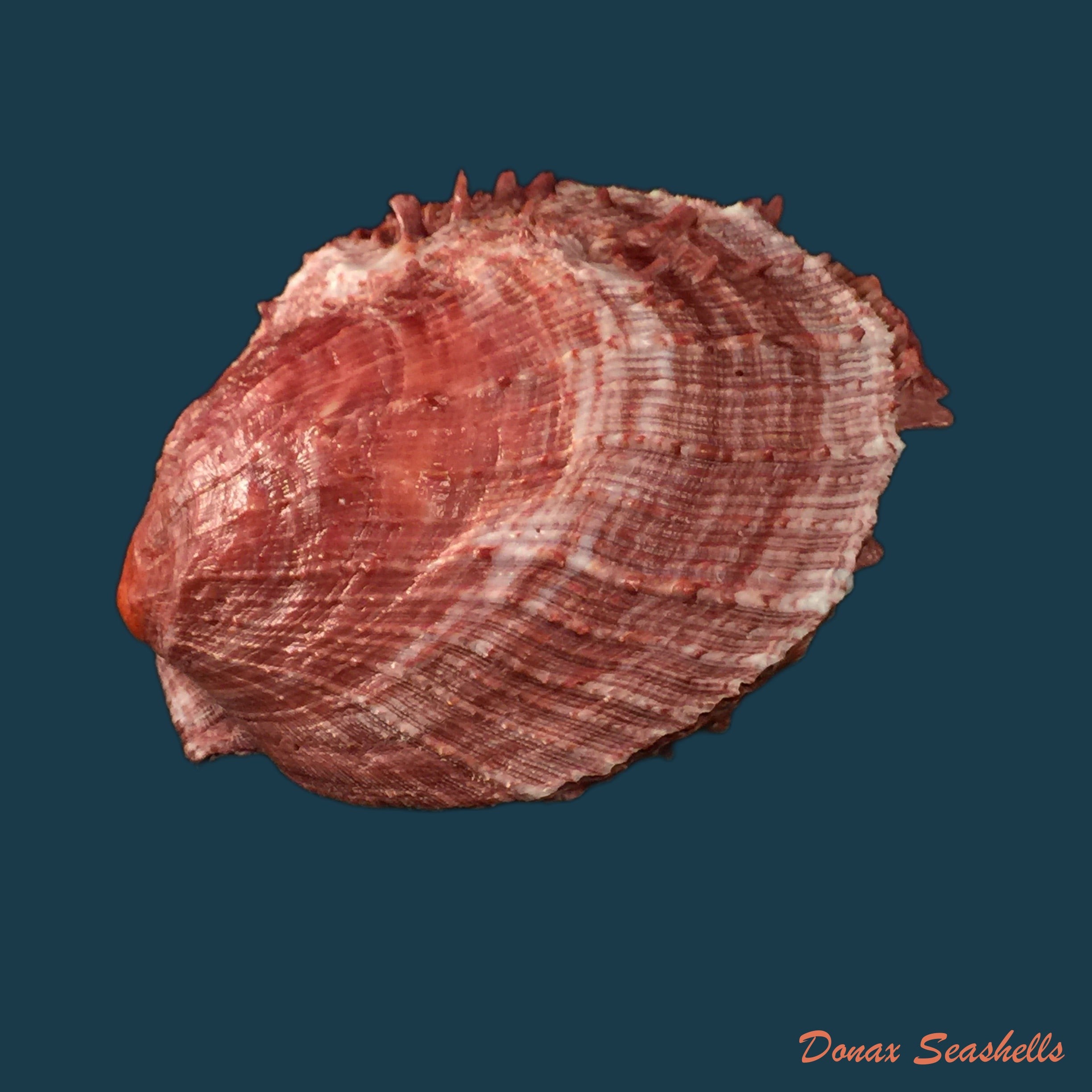 copia-de-spondylus-gilvus-reeve-1856-87mm