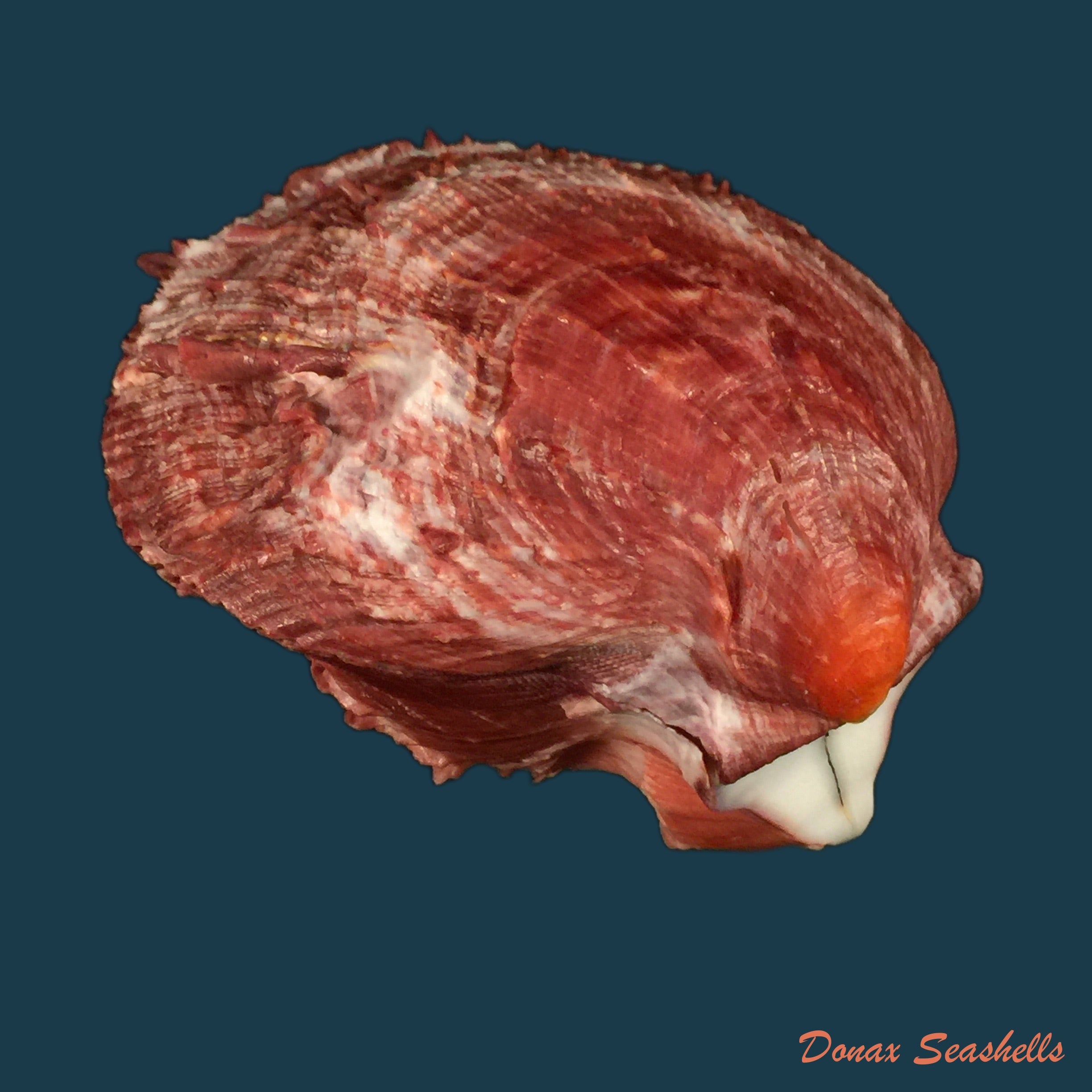 copia-de-spondylus-gilvus-reeve-1856-87mm