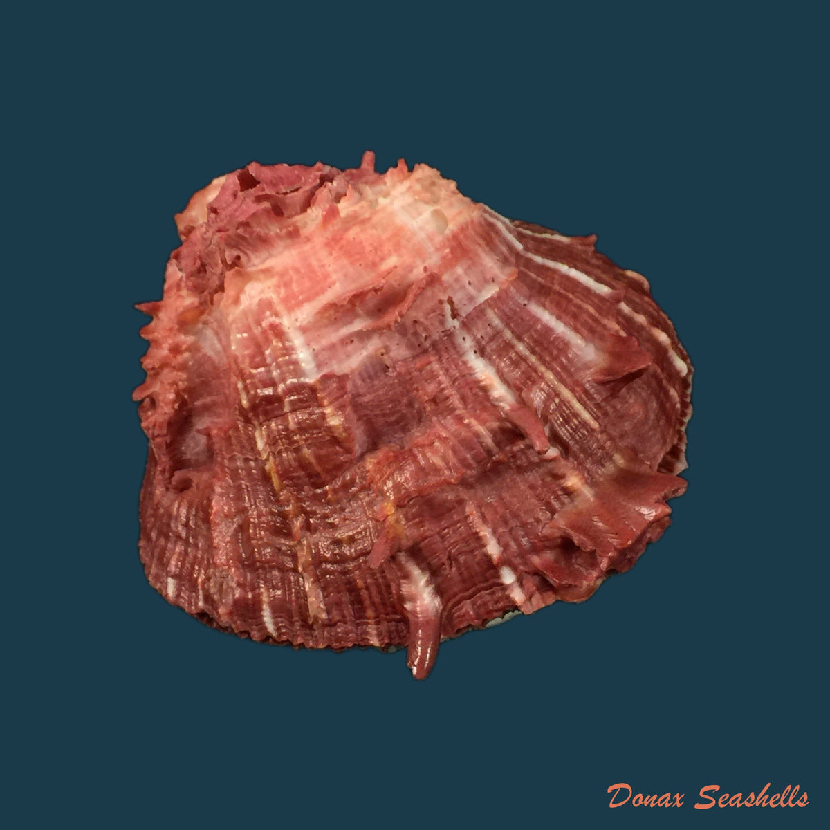 copia-de-spondylus-gilvus-reeve-1856-87mm