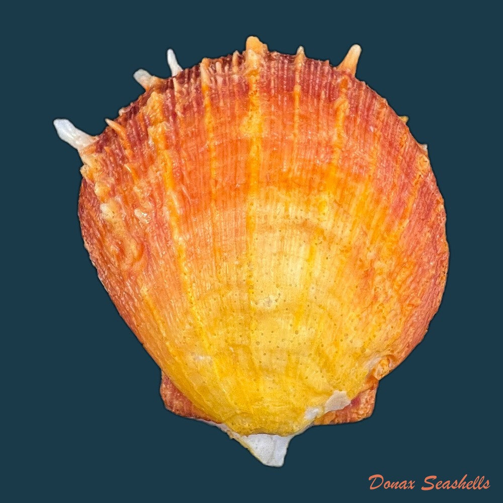 copia-de-spondylus-ictericus-reeve-1856-80-3mm