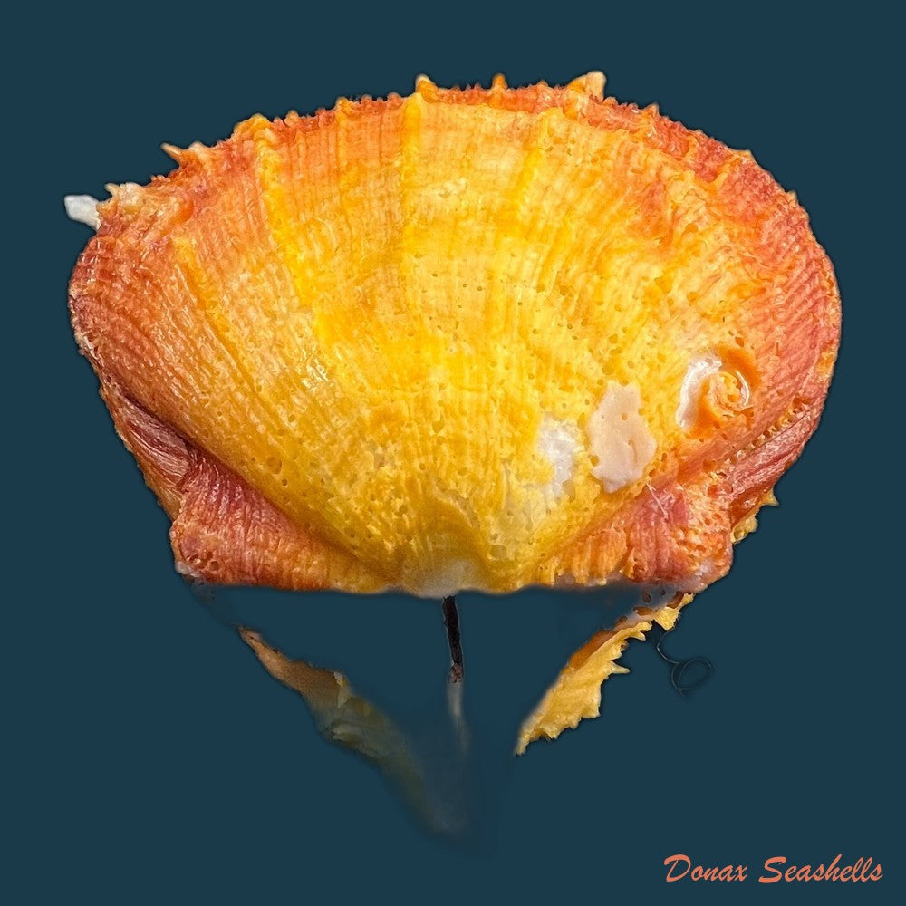 copia-de-spondylus-ictericus-reeve-1856-80-3mm