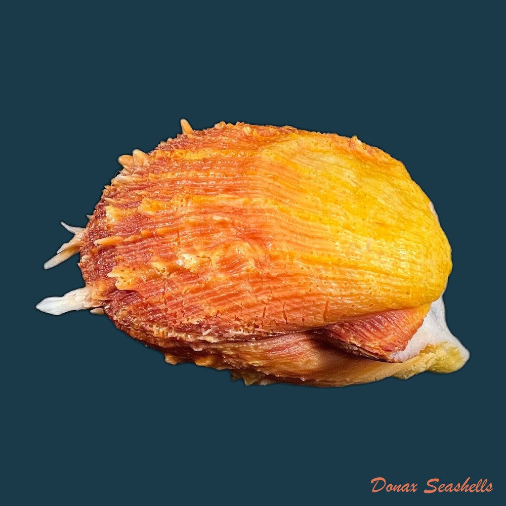 copia-de-spondylus-ictericus-reeve-1856-80-3mm