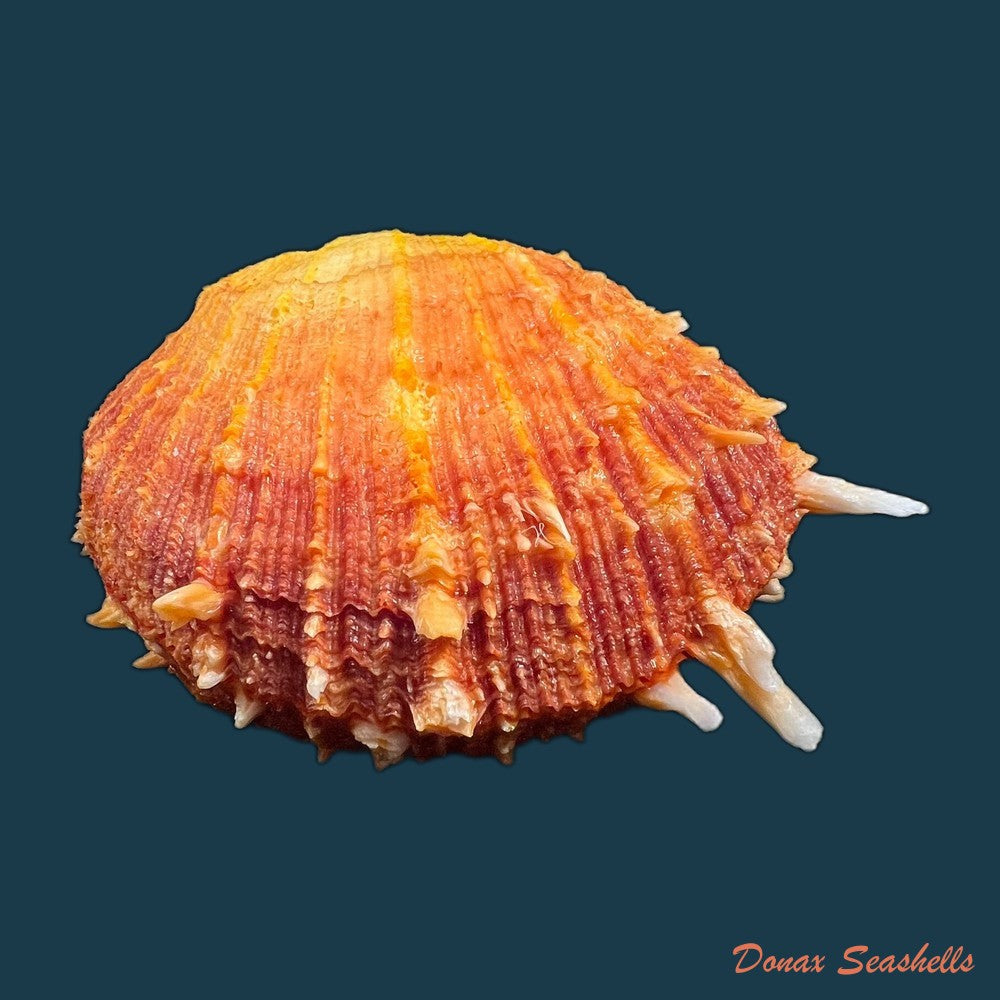 copia-de-spondylus-ictericus-reeve-1856-80-3mm