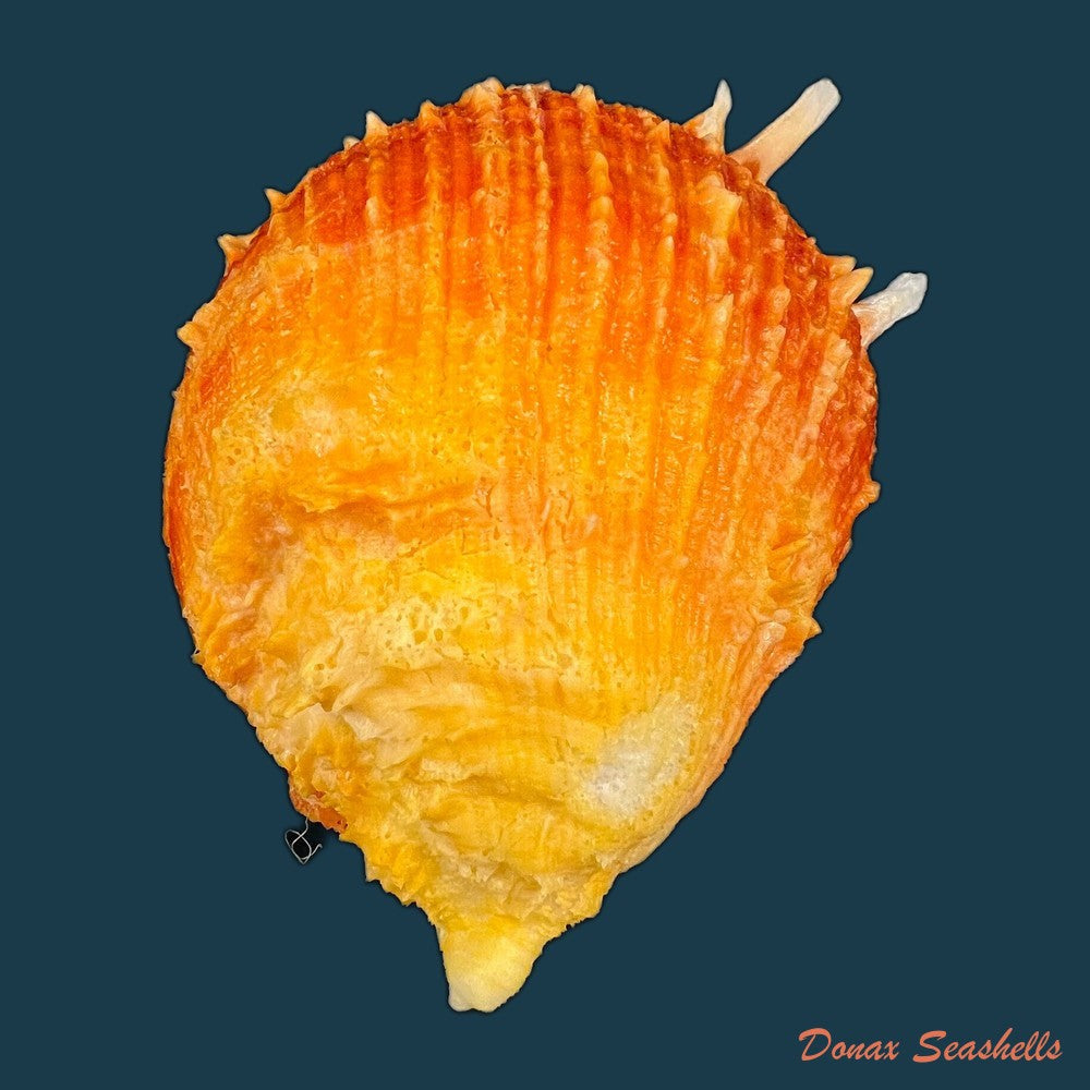 copia-de-spondylus-ictericus-reeve-1856-80-3mm