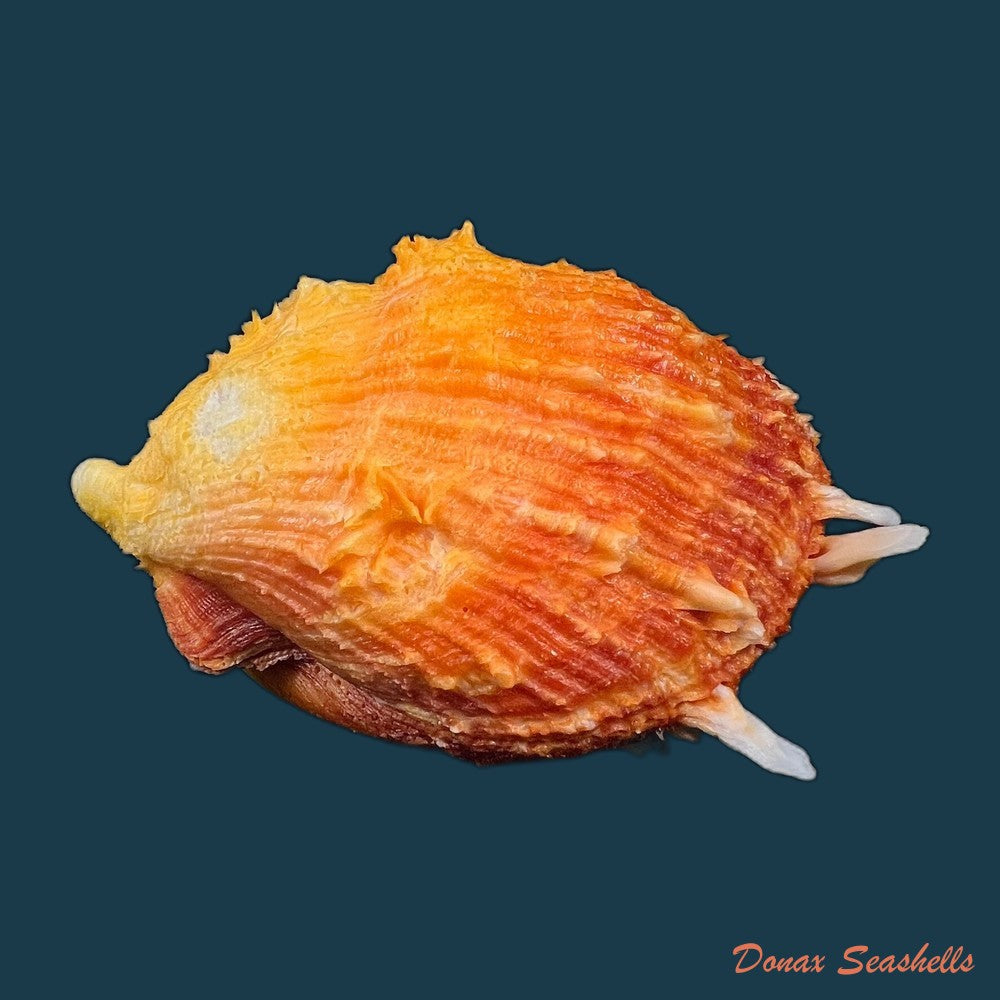 copia-de-spondylus-ictericus-reeve-1856-80-3mm