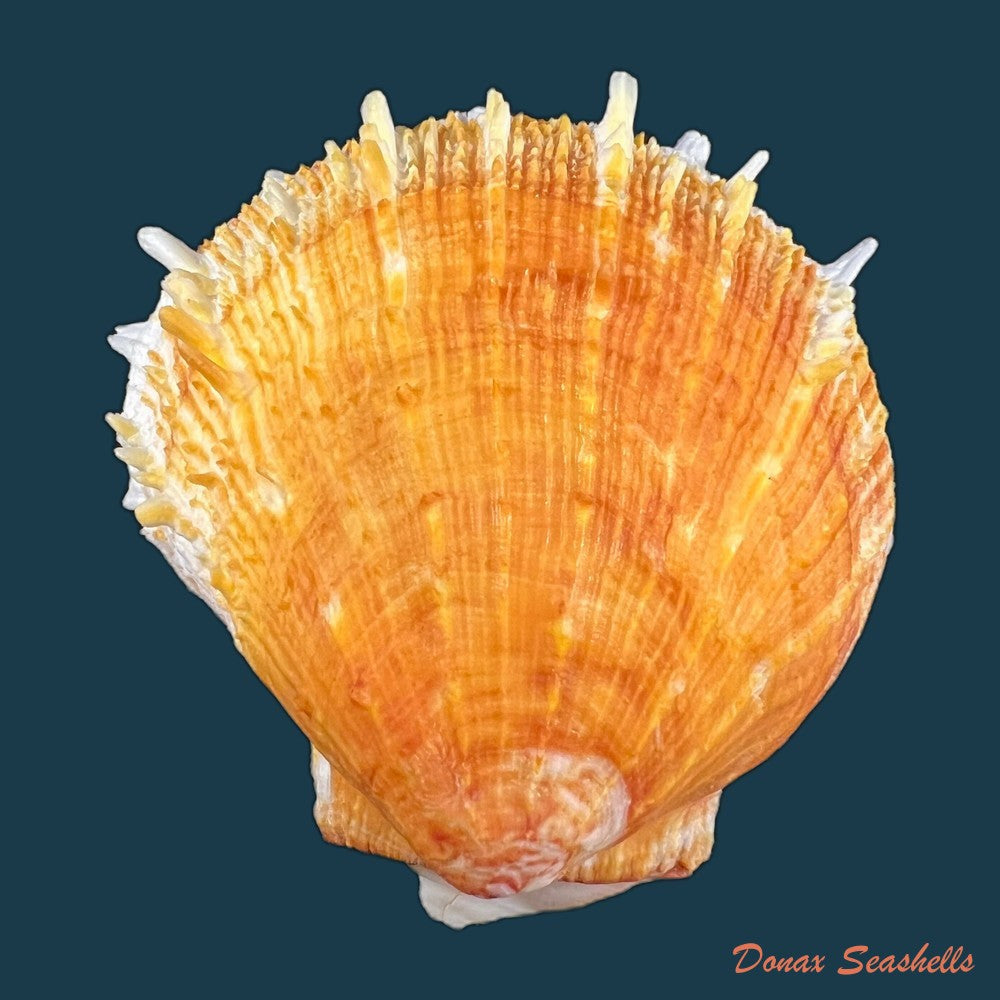 copia-de-spondylus-ictericus-reeve-1856-83-7m