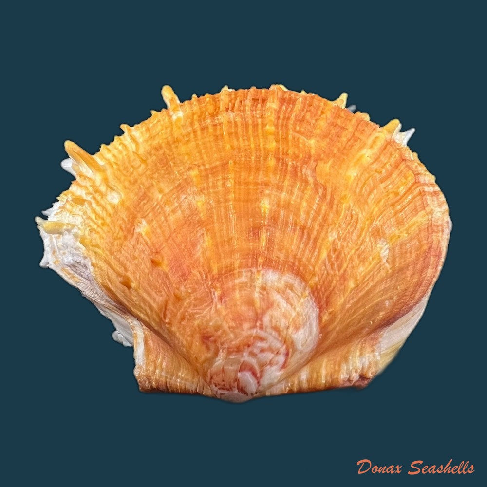 copia-de-spondylus-ictericus-reeve-1856-83-7m
