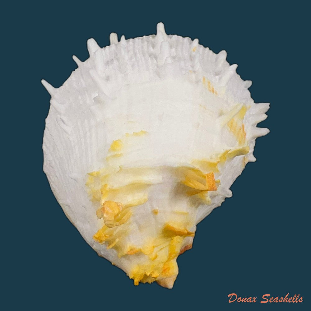 copia-de-spondylus-ictericus-reeve-1856-83-7m