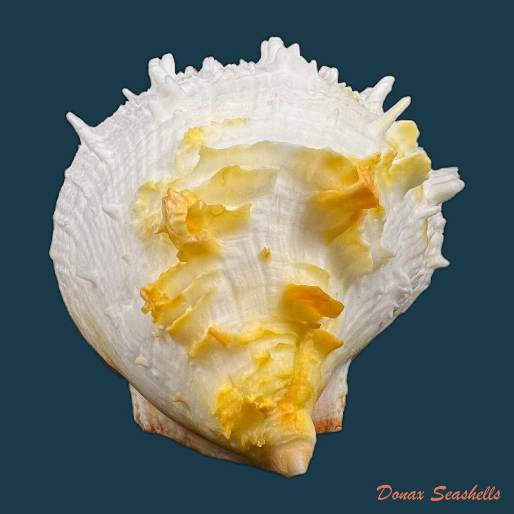 copia-de-spondylus-ictericus-reeve-1856-83-7m