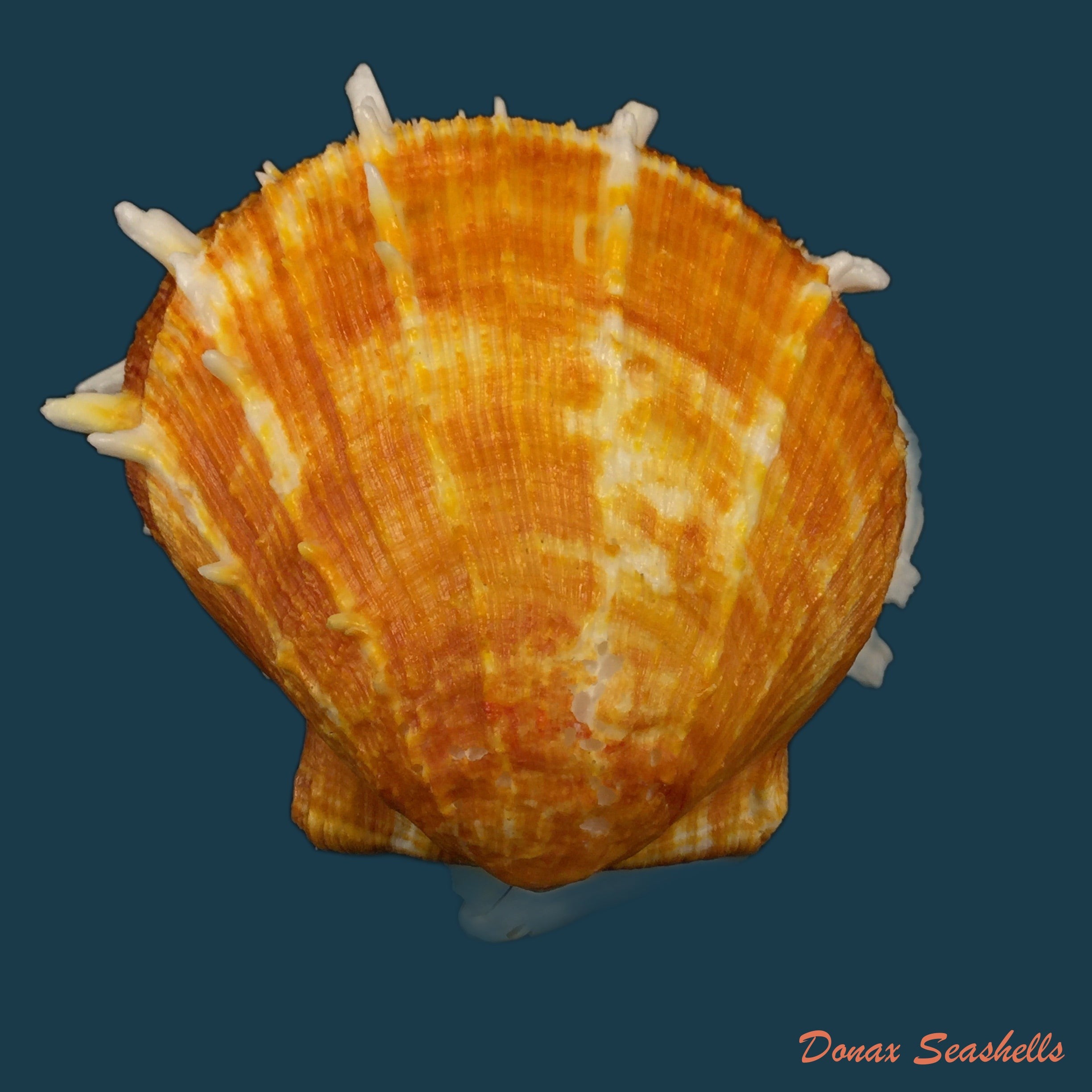 copia-de-spondylus-ictericus-reeve-1856-87mm