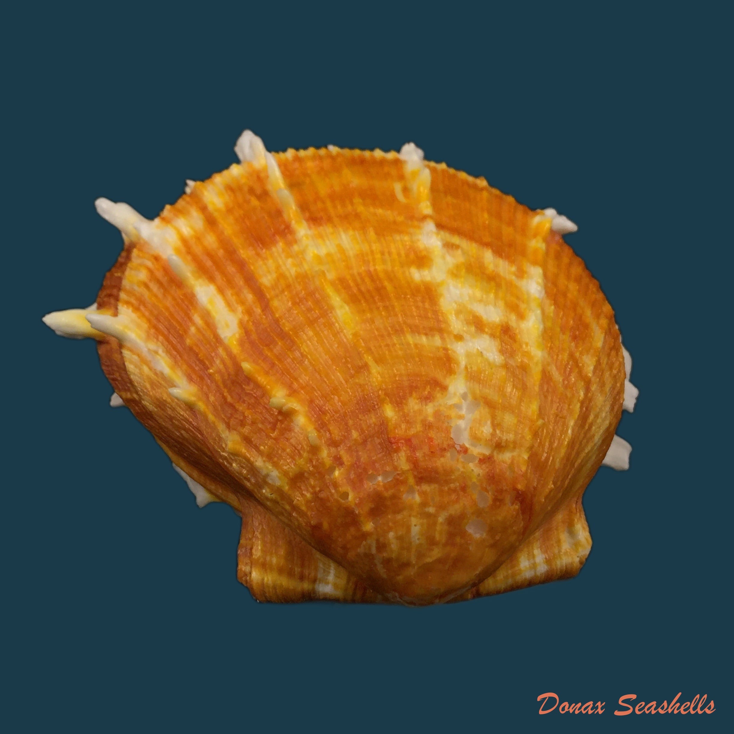 copia-de-spondylus-ictericus-reeve-1856-87mm