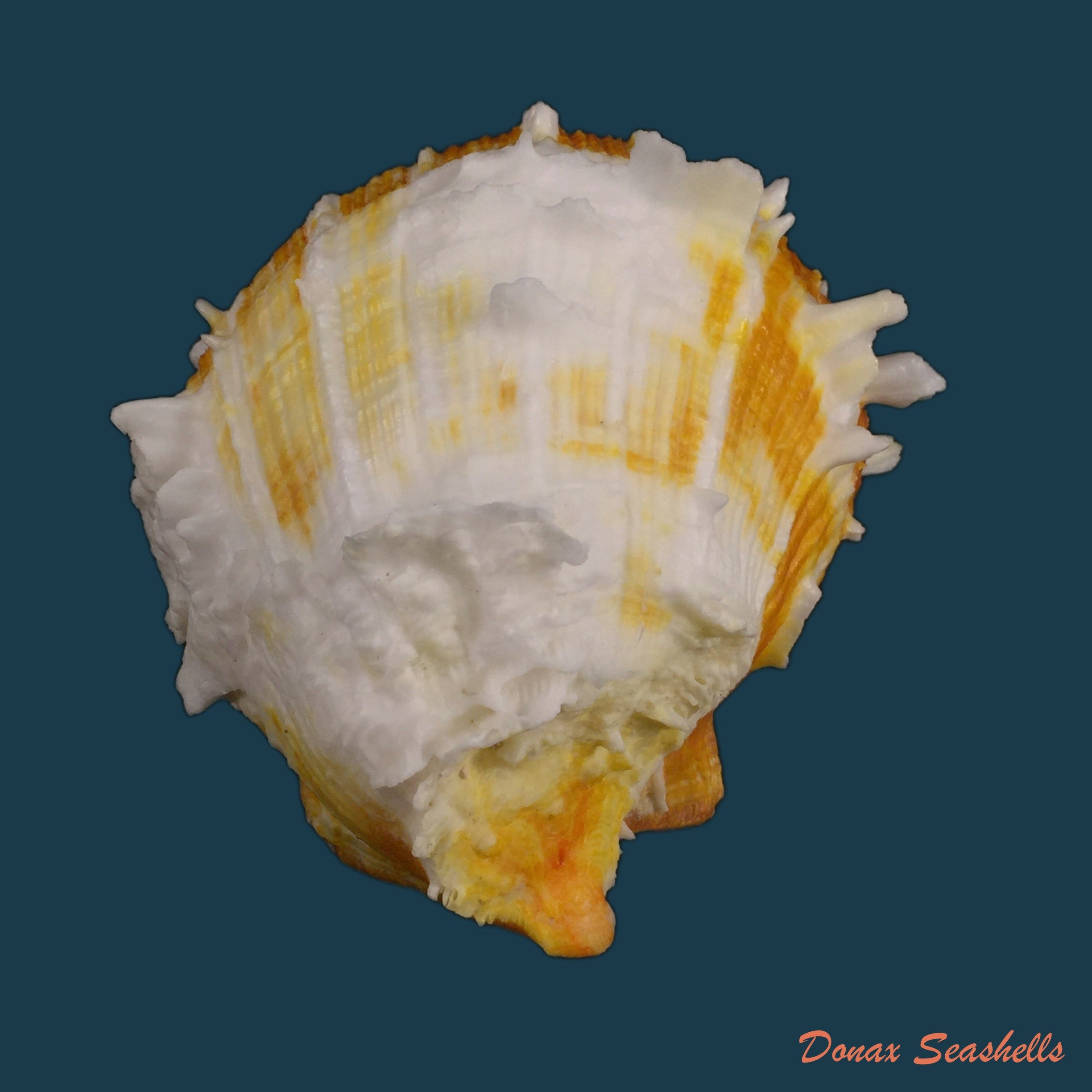 copia-de-spondylus-ictericus-reeve-1856-87mm