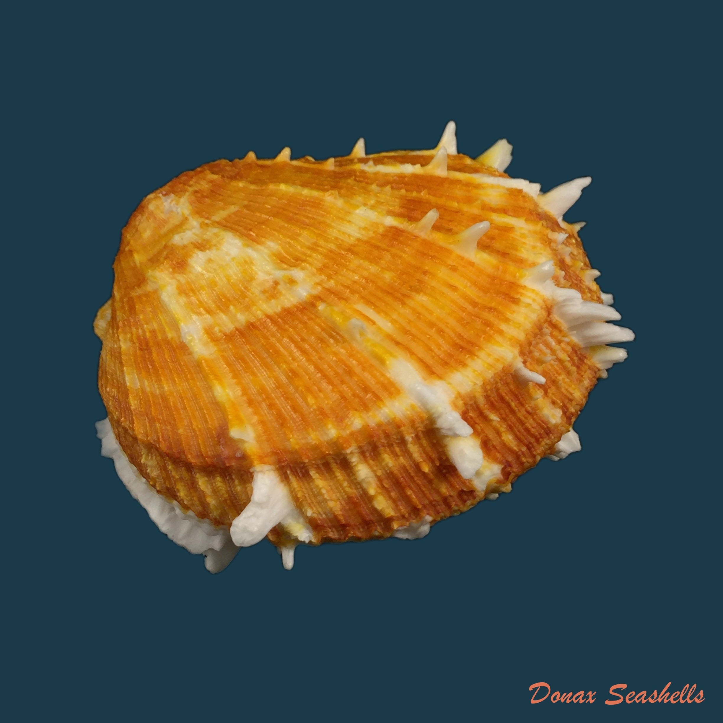 copia-de-spondylus-ictericus-reeve-1856-87mm