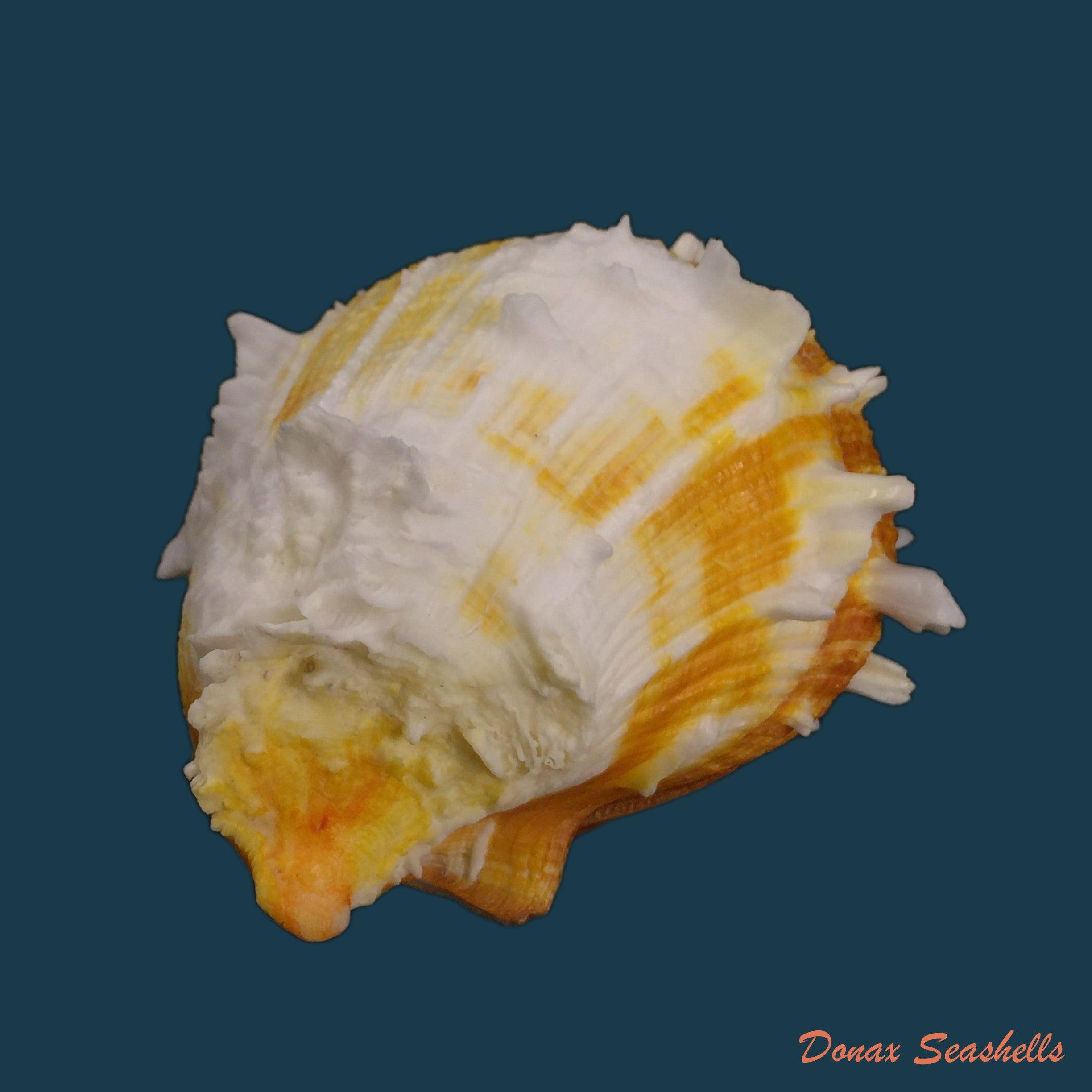 copia-de-spondylus-ictericus-reeve-1856-87mm