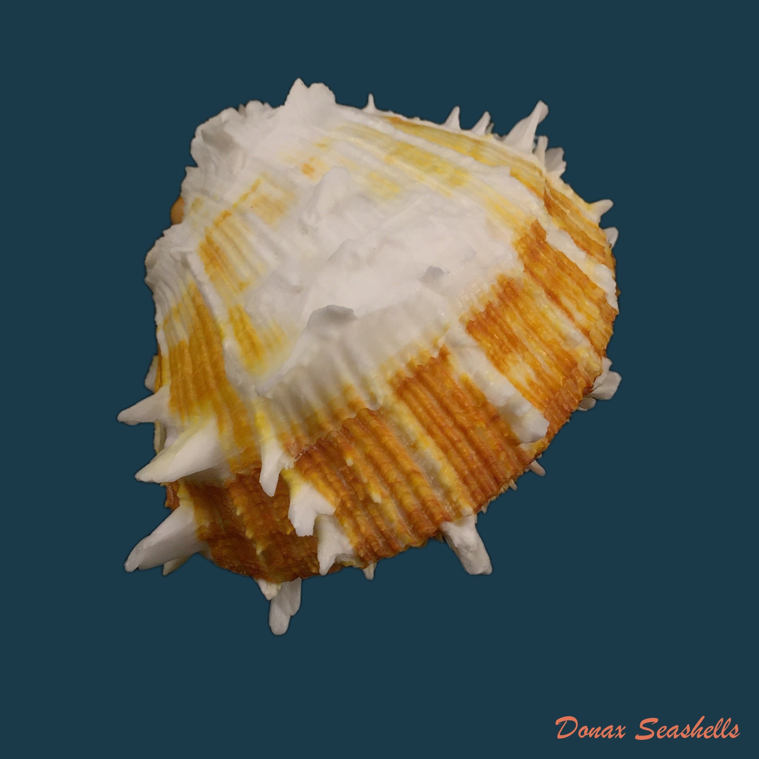 copia-de-spondylus-ictericus-reeve-1856-87mm