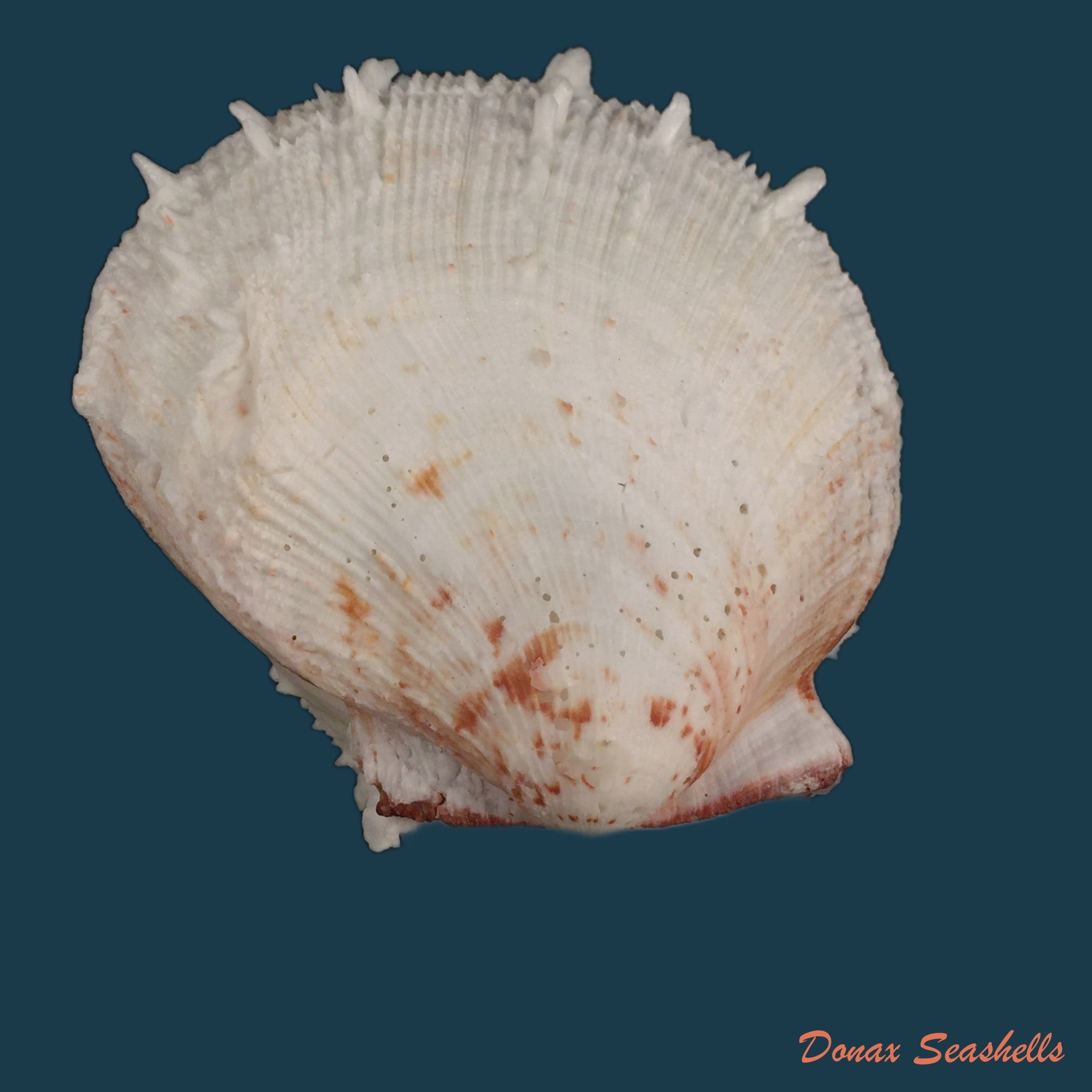 copia-de-spondylus-ictericus-reeve-1856-91-3mm
