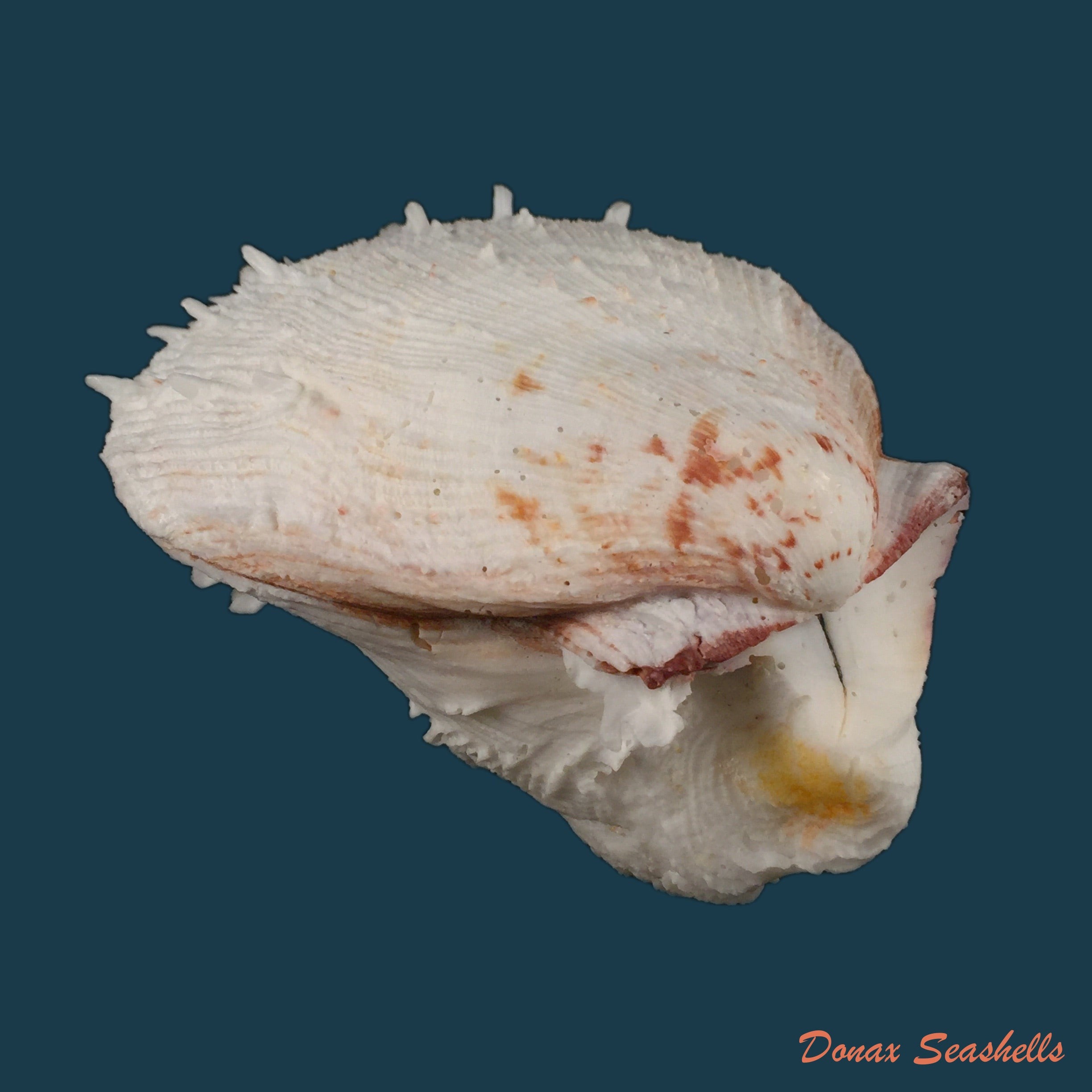 copia-de-spondylus-ictericus-reeve-1856-91-3mm