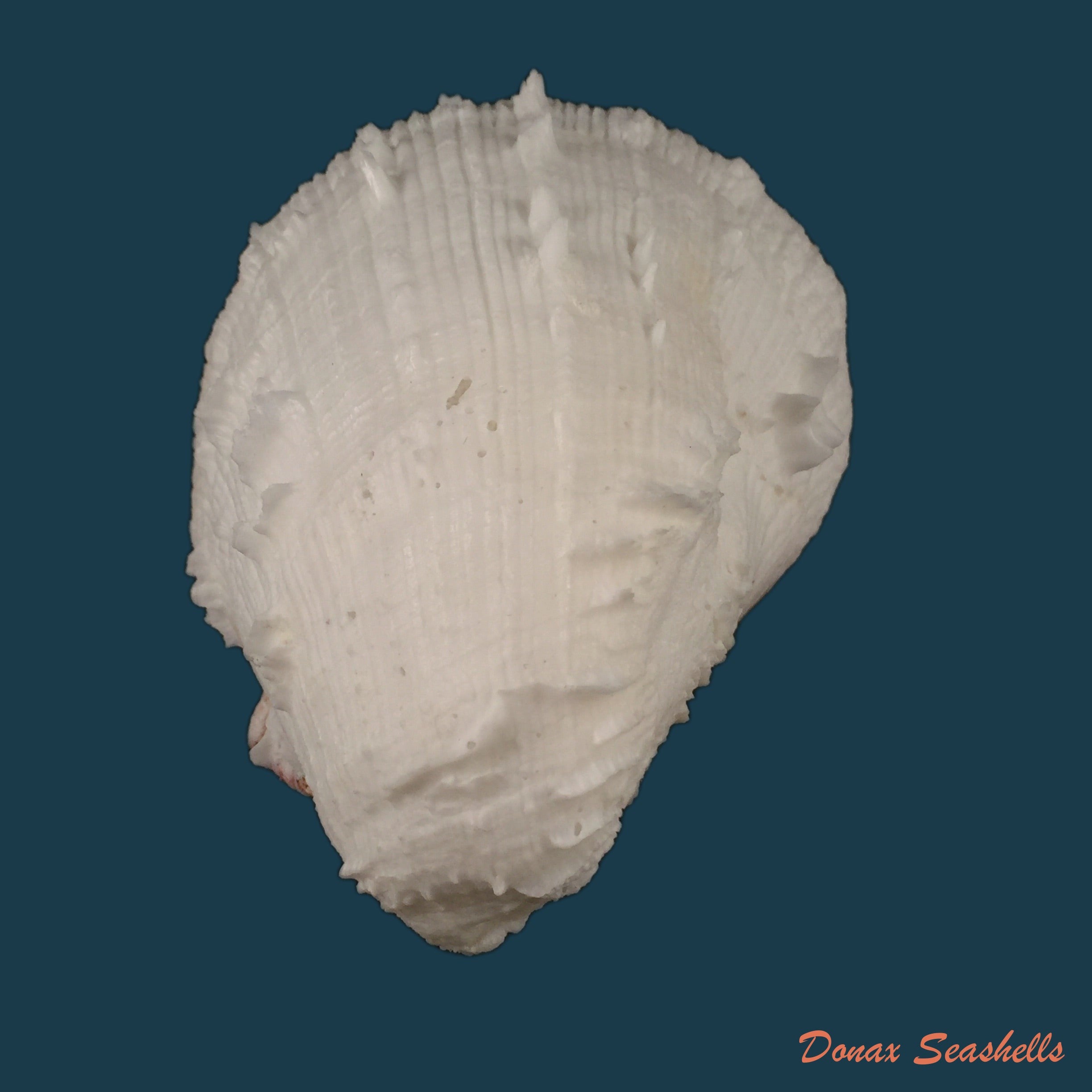 copia-de-spondylus-ictericus-reeve-1856-91-3mm