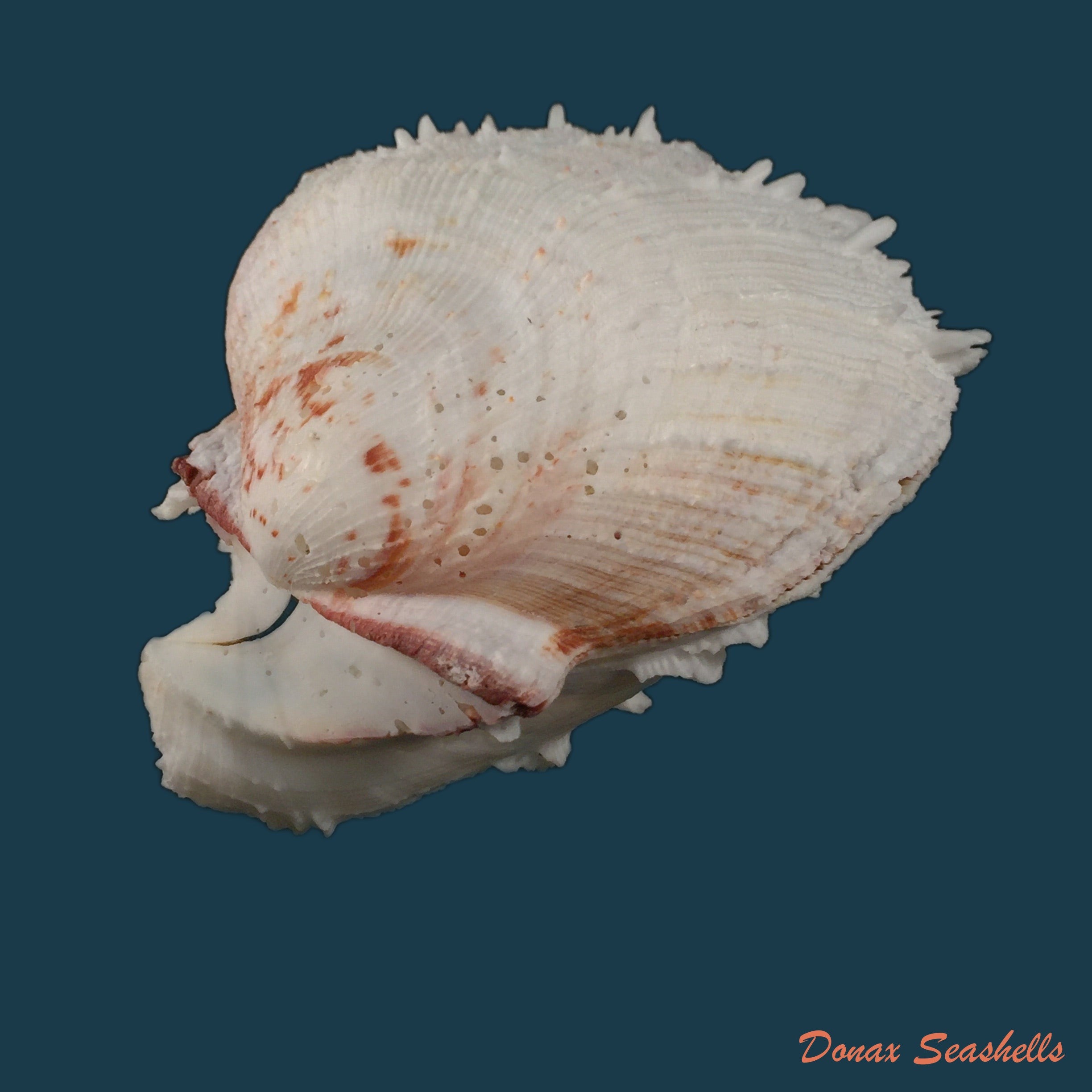 copia-de-spondylus-ictericus-reeve-1856-91-3mm