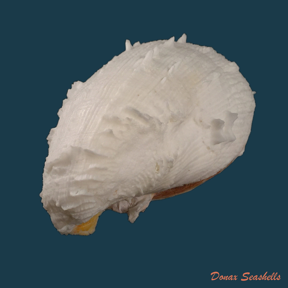copia-de-spondylus-ictericus-reeve-1856-91-3mm