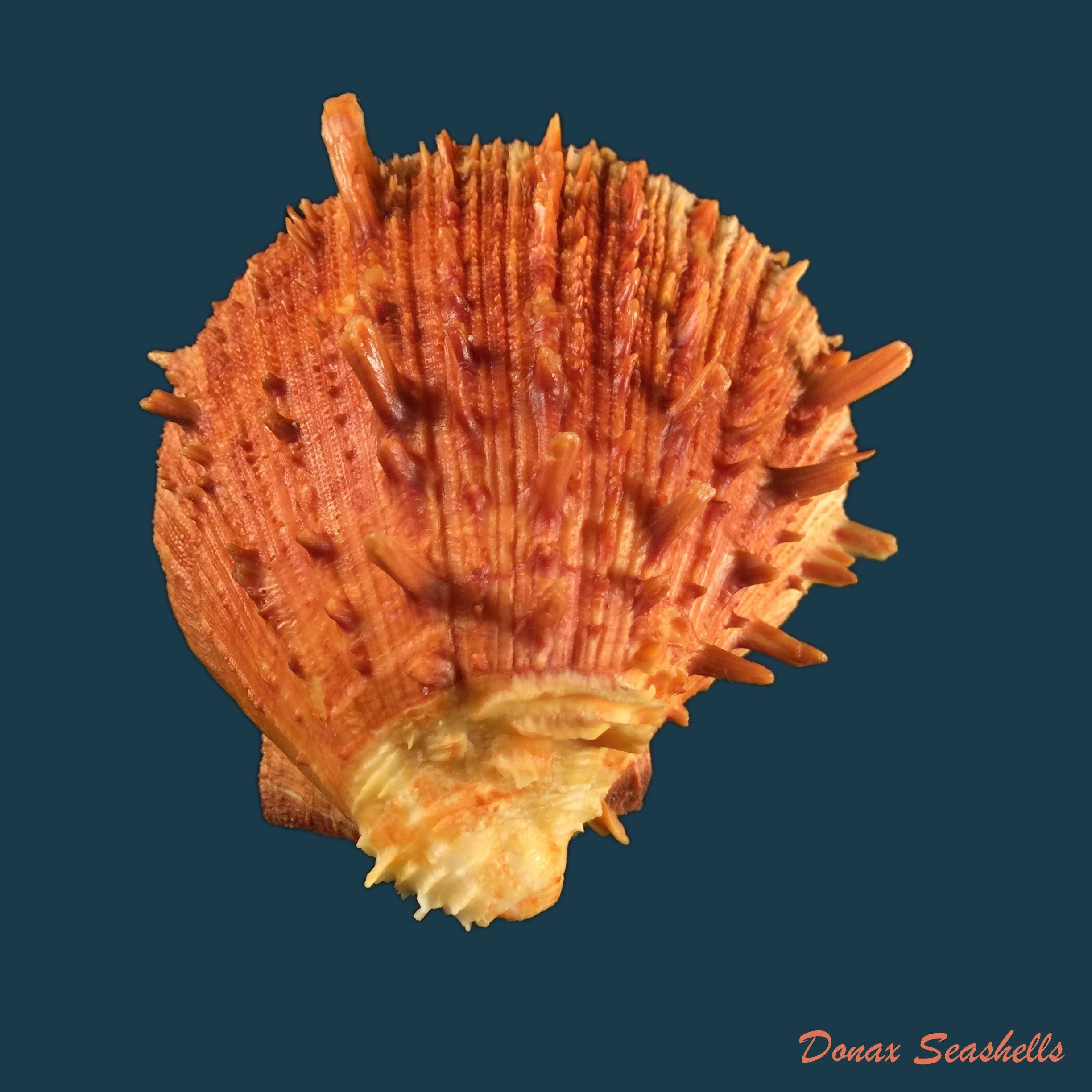 copia-de-spondylus-ictericus-reeve-1856-97mm