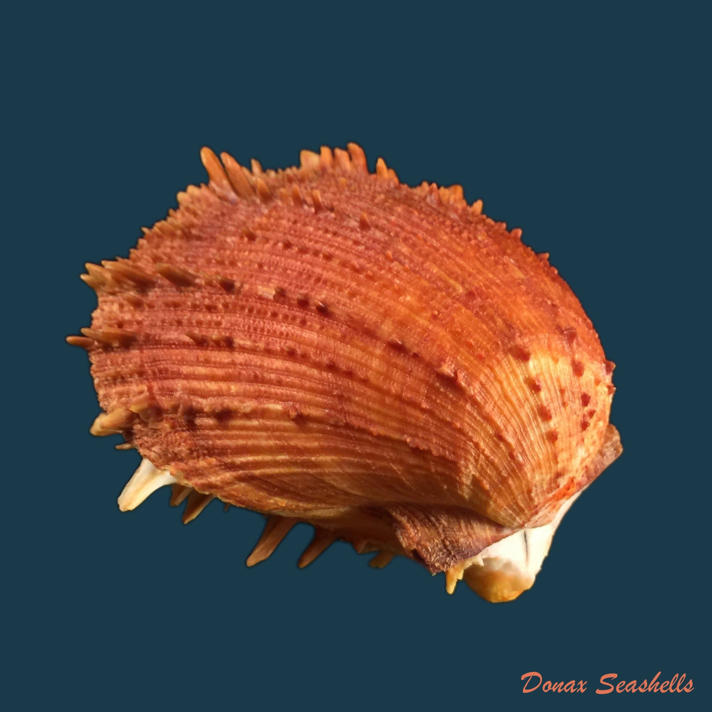 copia-de-spondylus-ictericus-reeve-1856-97mm
