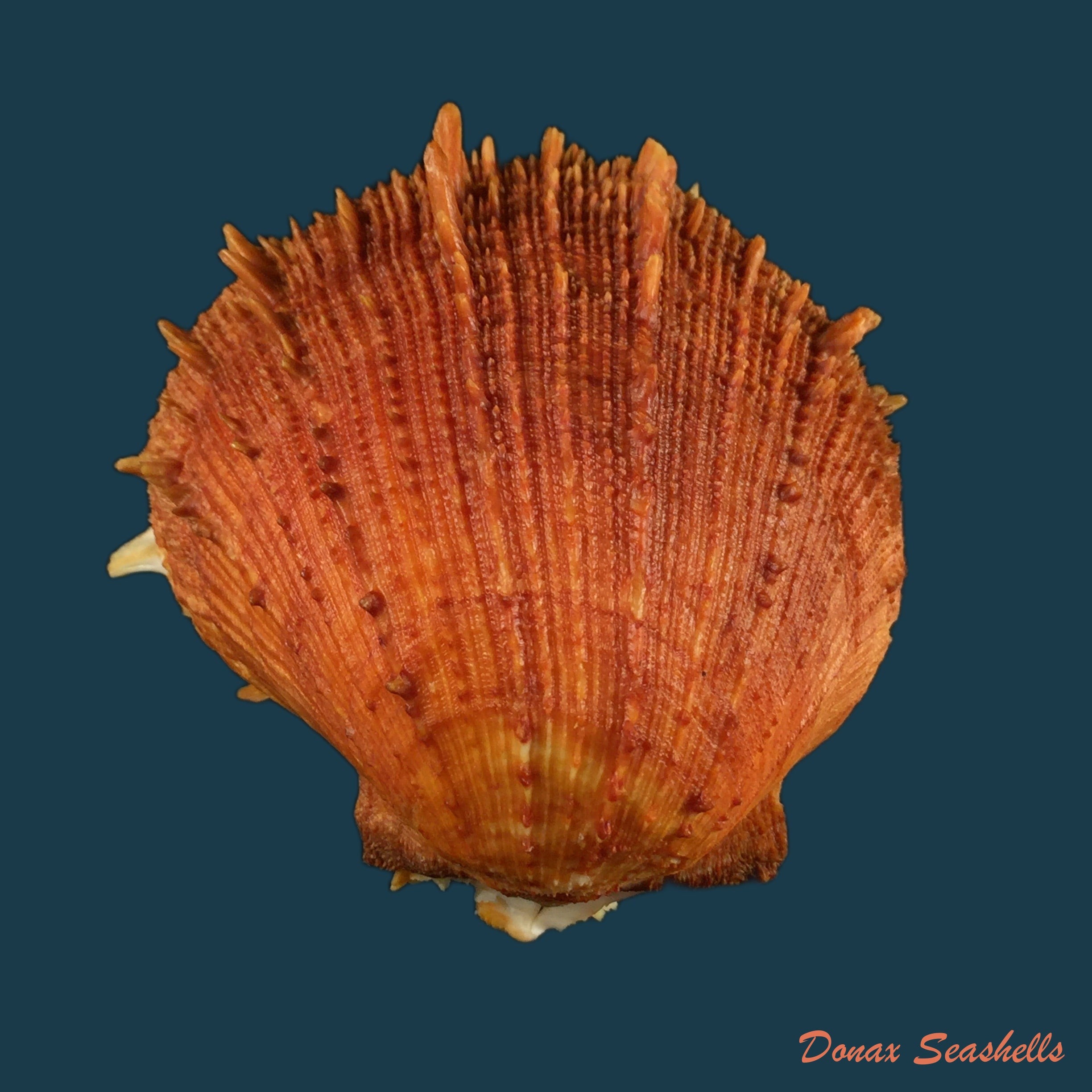 copia-de-spondylus-ictericus-reeve-1856-97mm