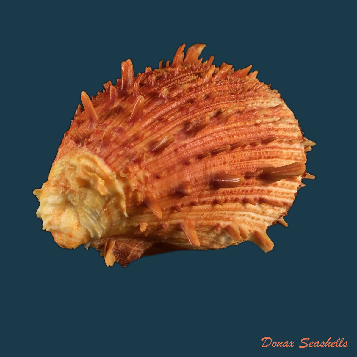 copia-de-spondylus-ictericus-reeve-1856-97mm