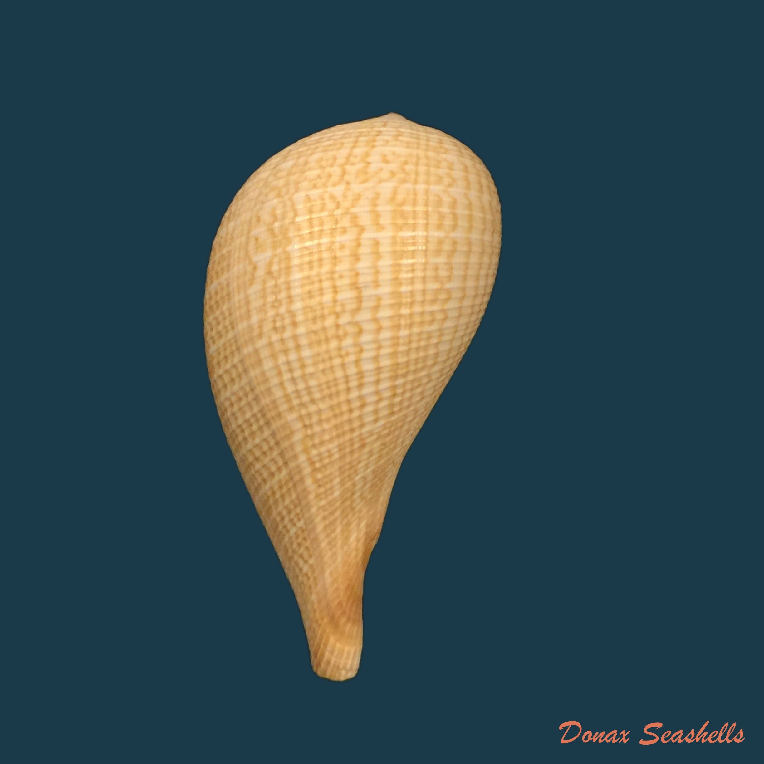 copia-de-spondylus-versicolor-schreibers-1793-103mm