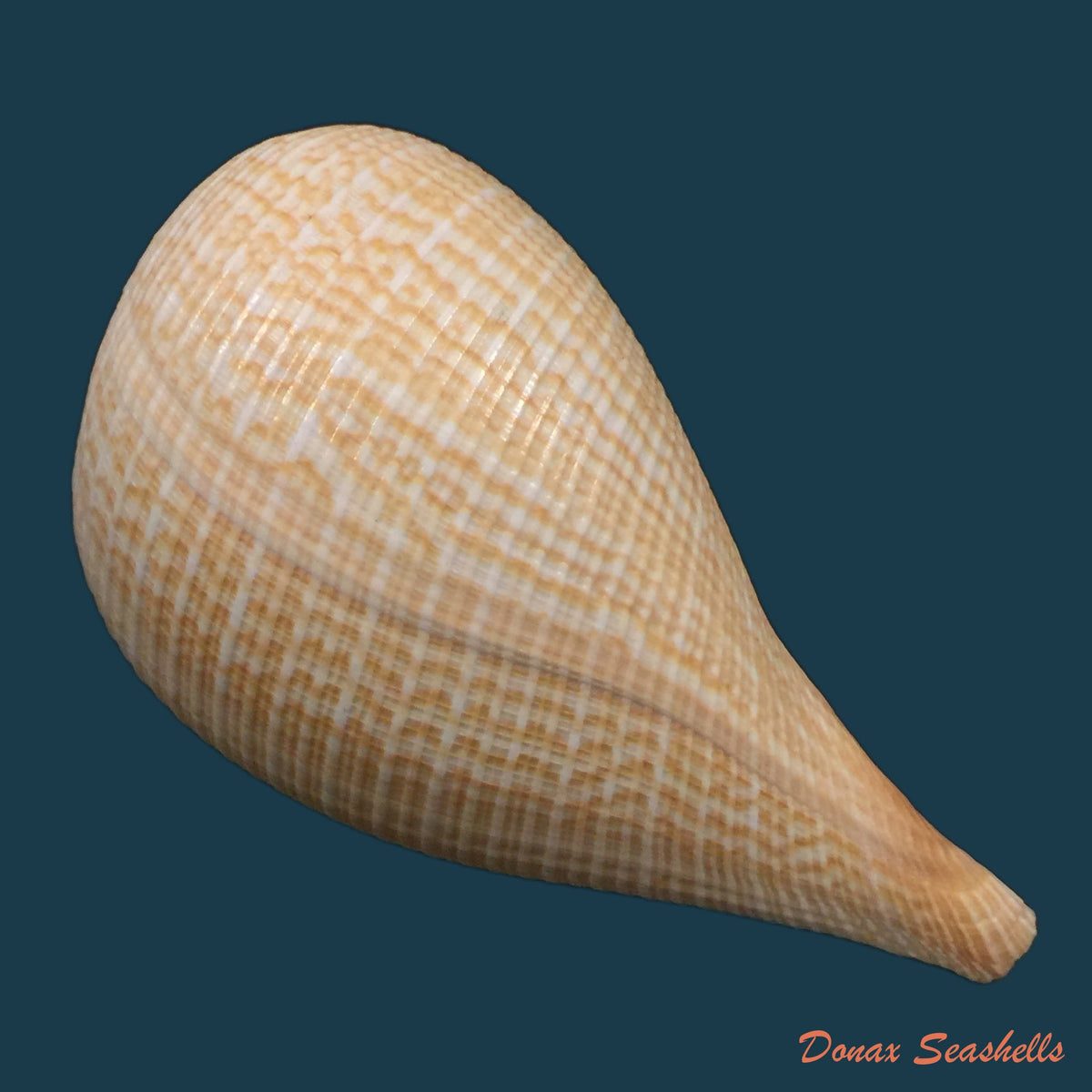 copia-de-spondylus-versicolor-schreibers-1793-103mm