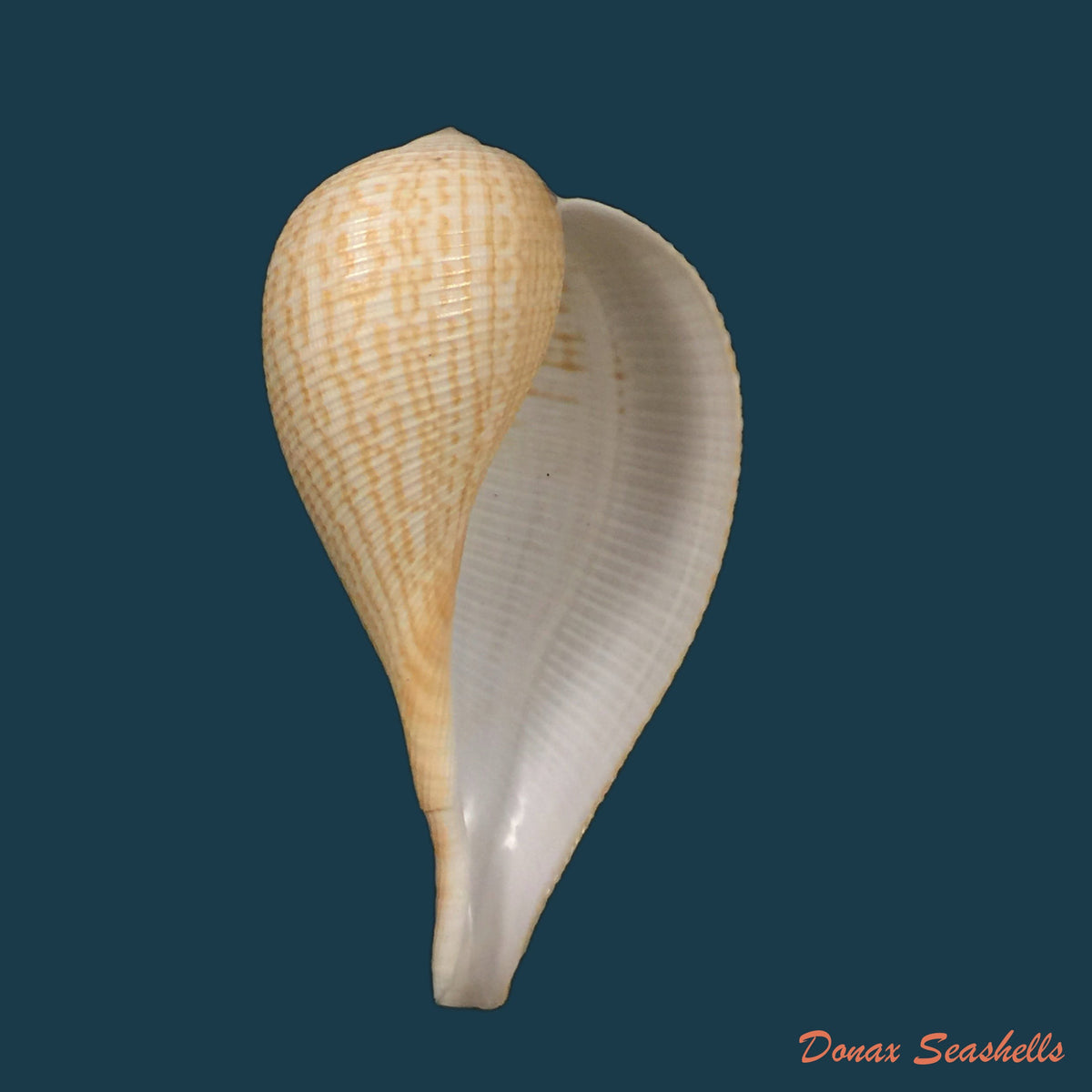 copia-de-spondylus-versicolor-schreibers-1793-103mm