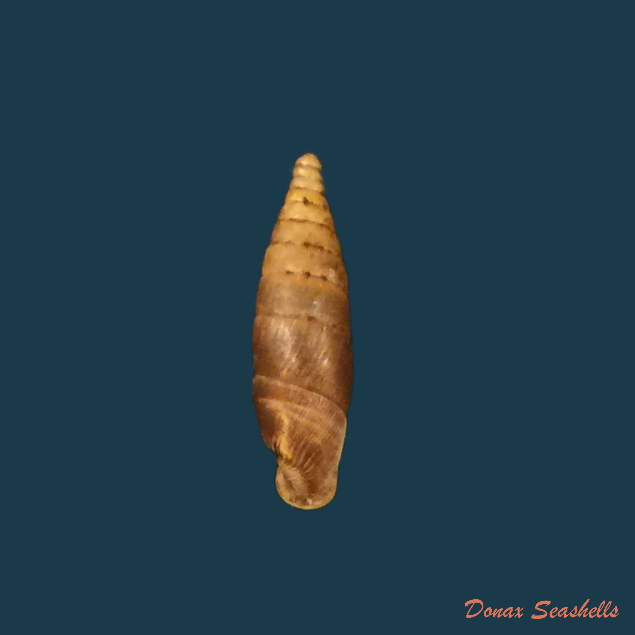 copia-de-sprattia-bicarinata-grisea-neubert-1992-22-6mm