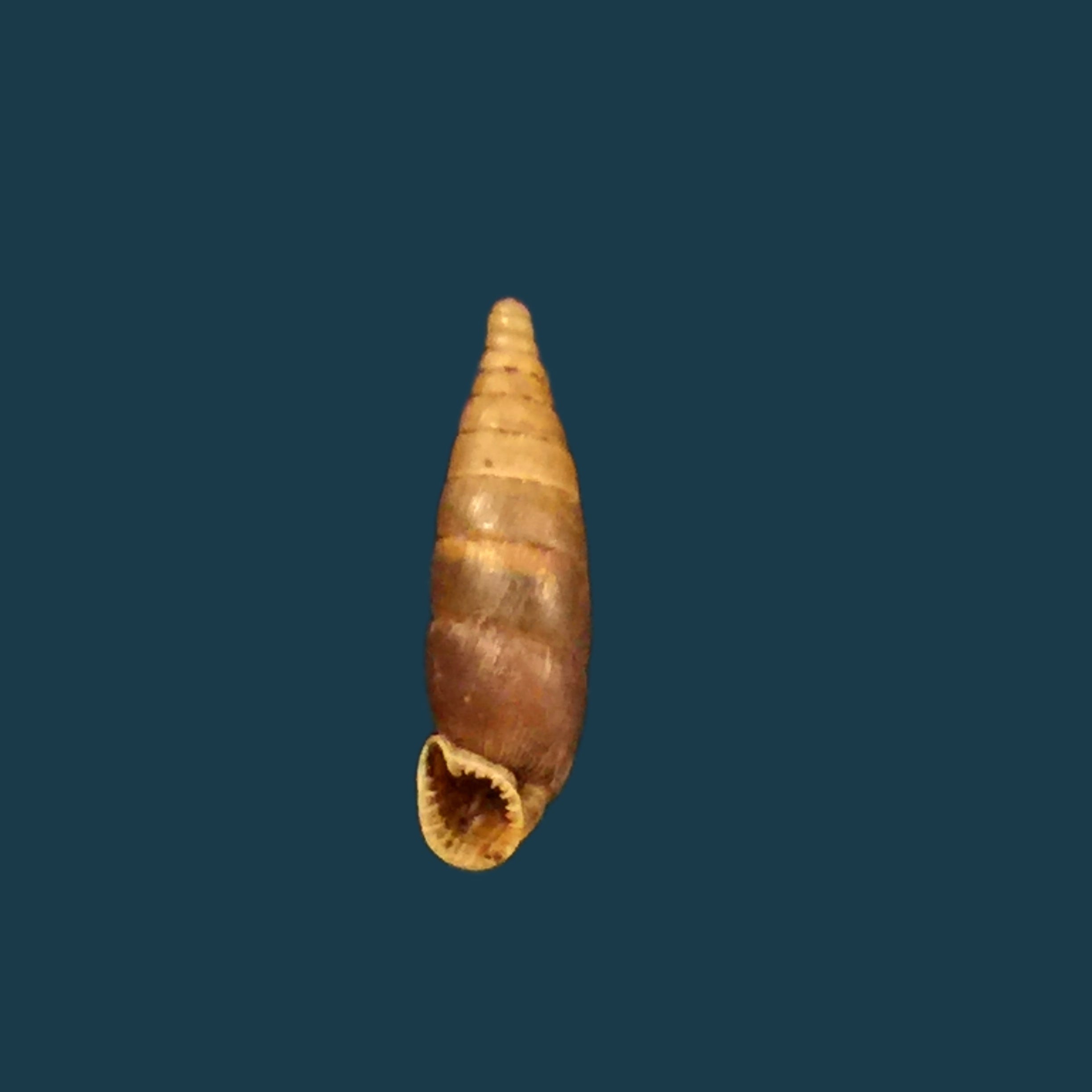 Elia multiserrata (O Boetter, 1896) - 16,5mm