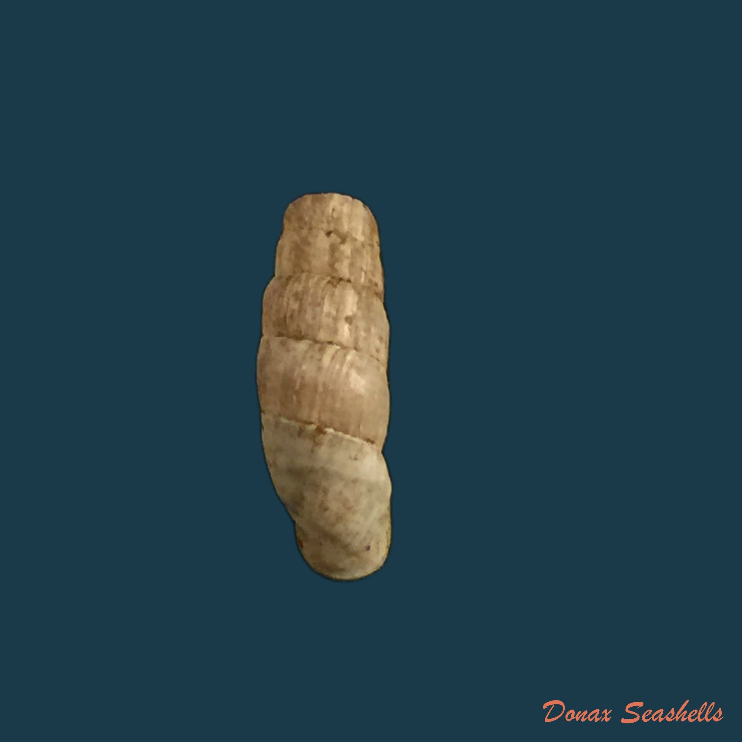 copia-de-steeriana-cajamarcana-weyrauch-zilch-1954-11-3mm