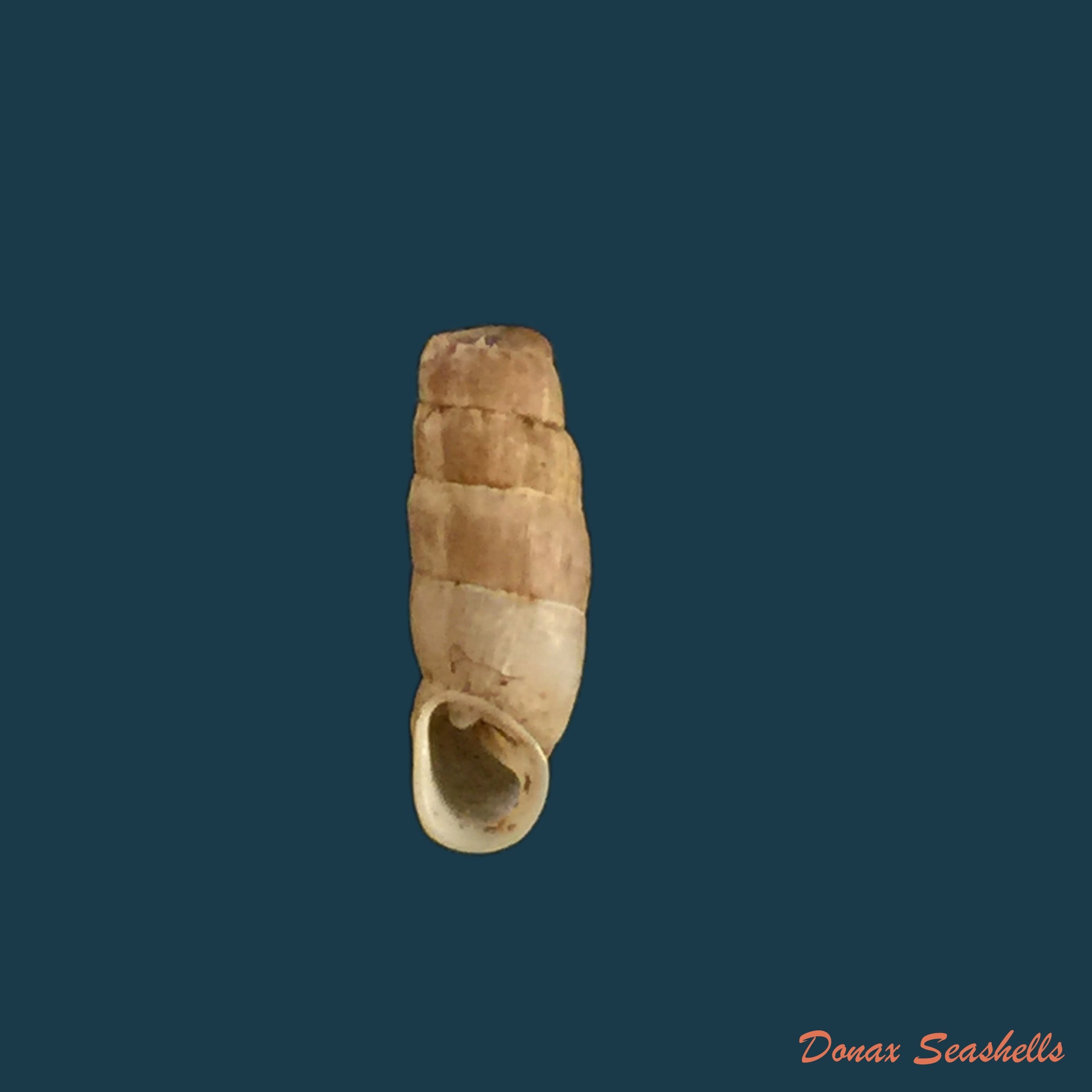 copia-de-steeriana-cajamarcana-weyrauch-zilch-1954-11-3mm